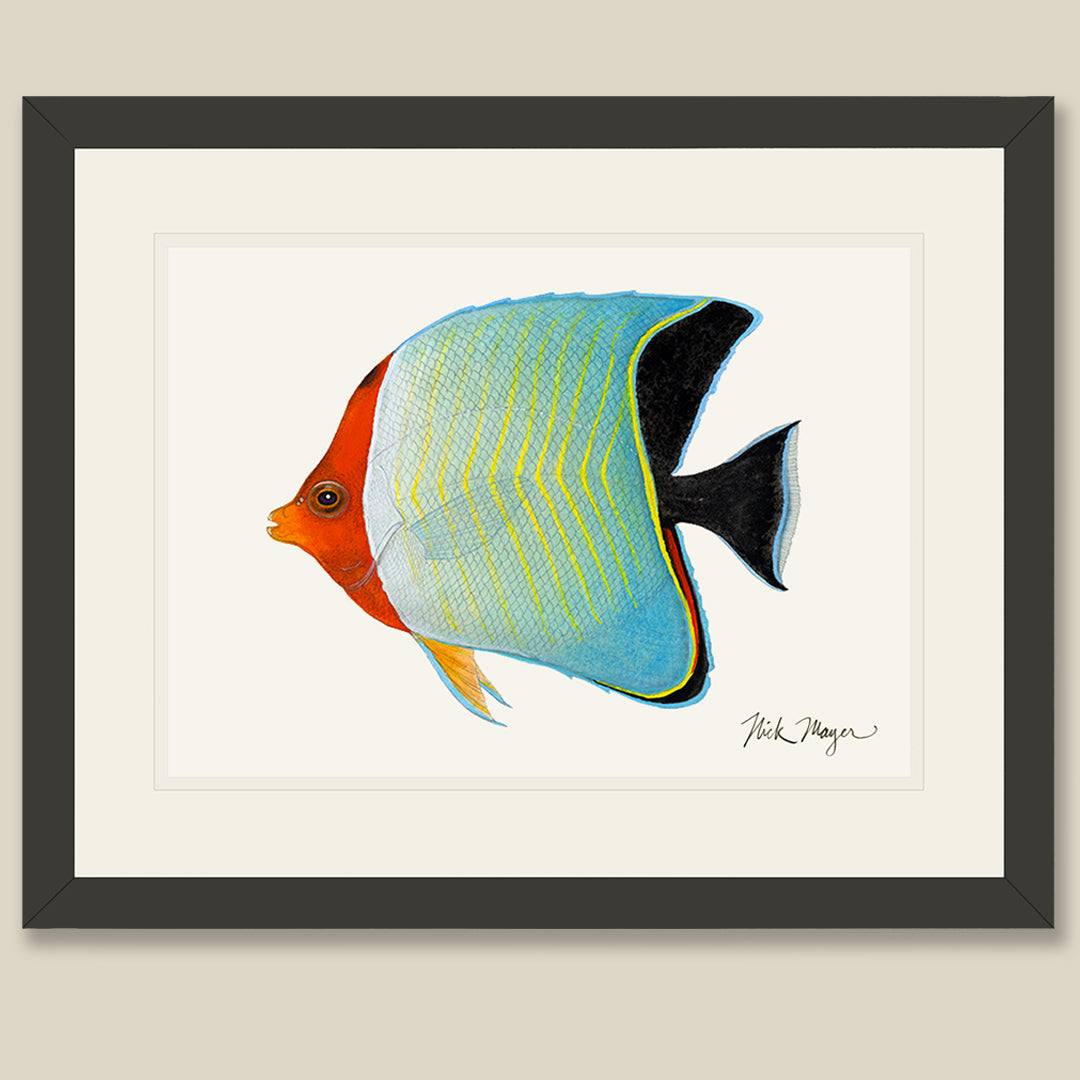 hooded butterflyfish new painting