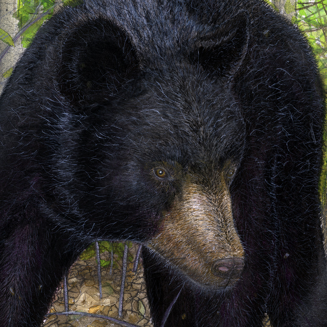 BLACK BEAR CLOSE ENCOUNTER!