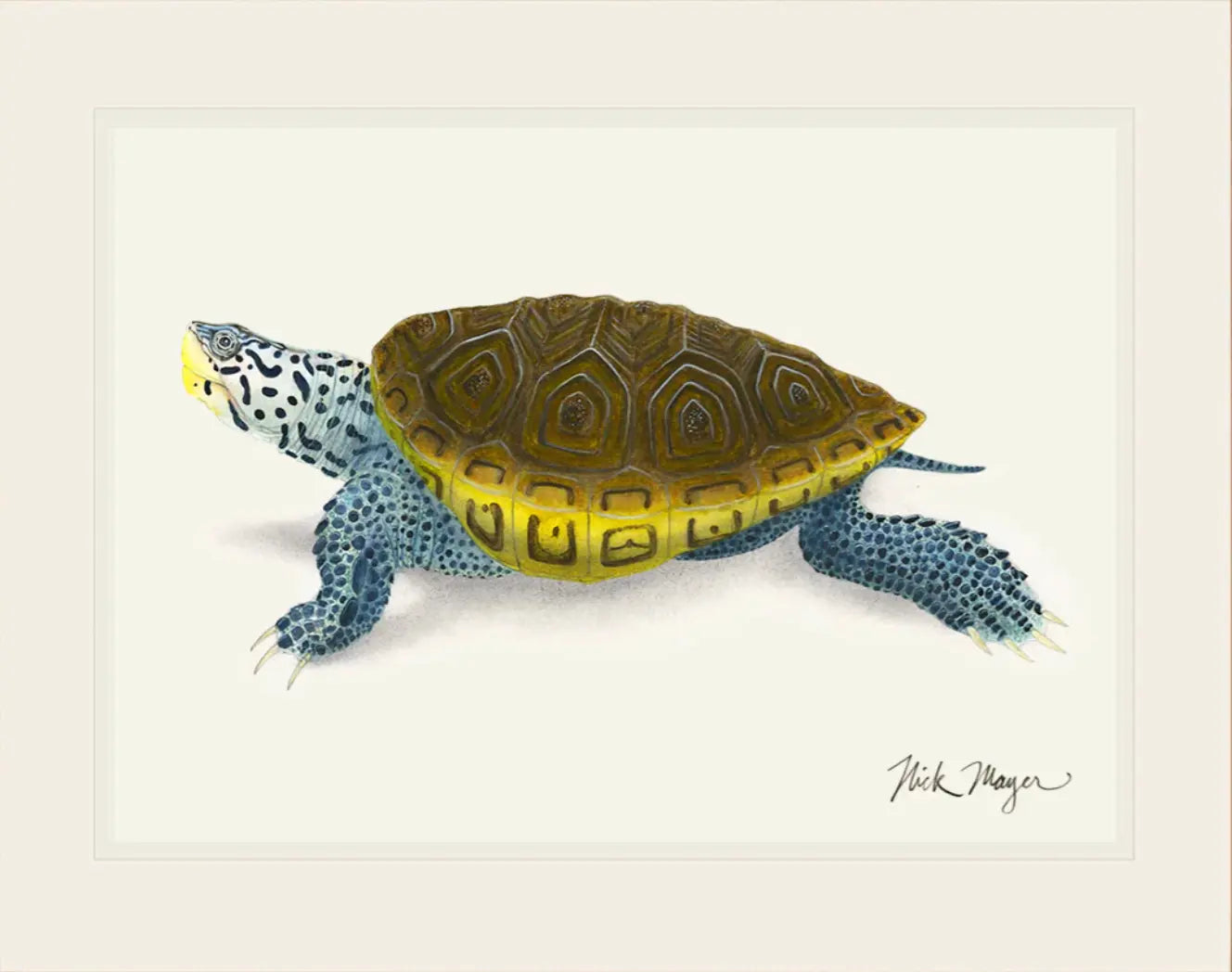 Diamonback Terrapin Original Watercolor Painting