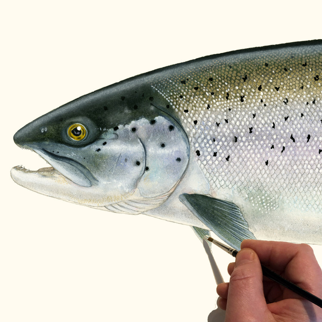 sea trout work in progress watercolor painting