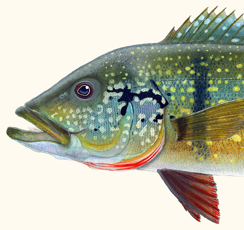 NEW PAINTING: PEACOCK BASS