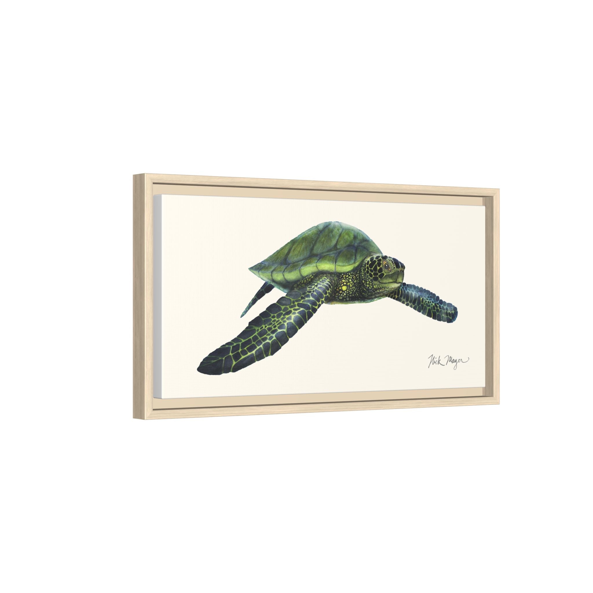 Green Sea Turtle I Framed Canvas Print Printify