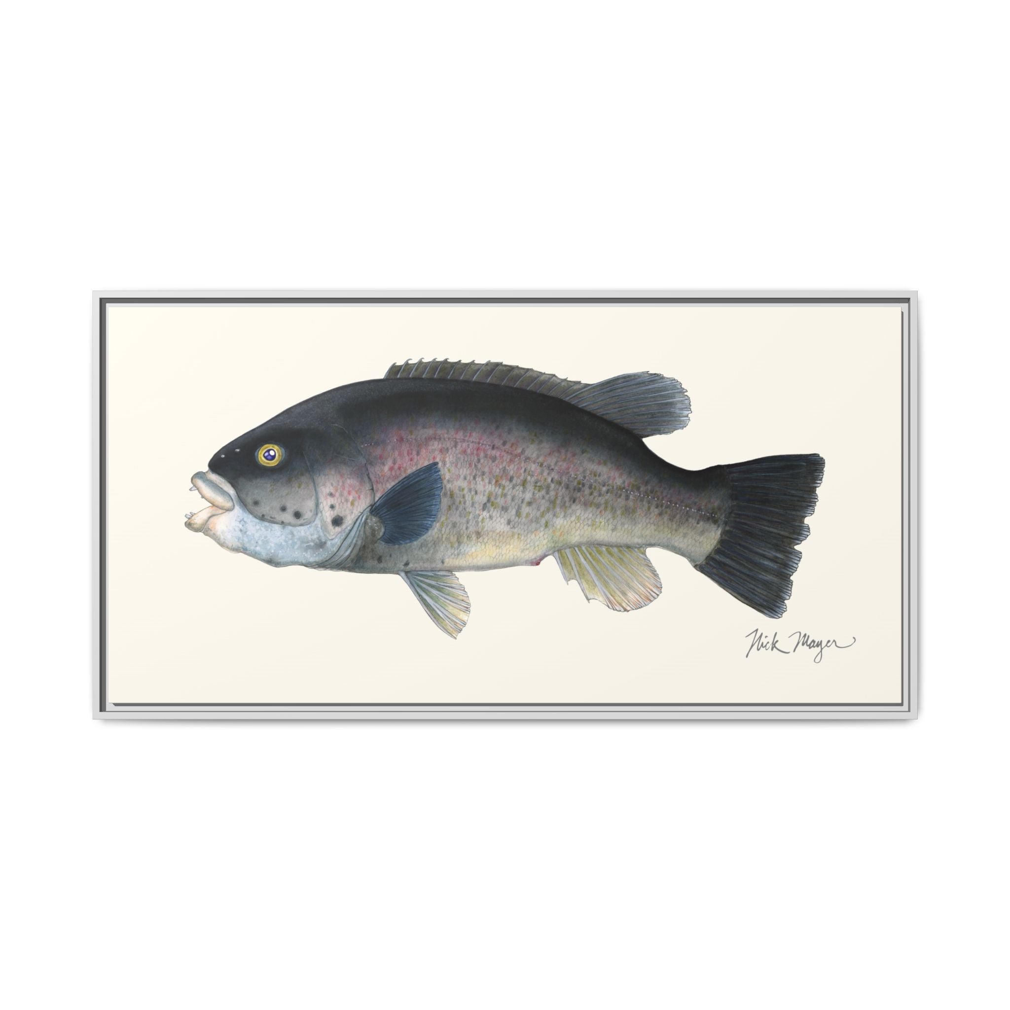Tautog / Blackfish Framed Canvas Print Printify