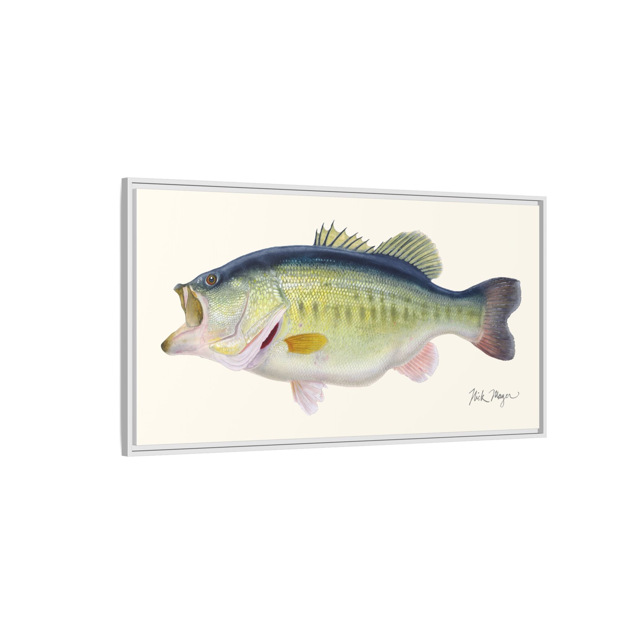 Largemouth Bass 3 Framed Canvas Print
