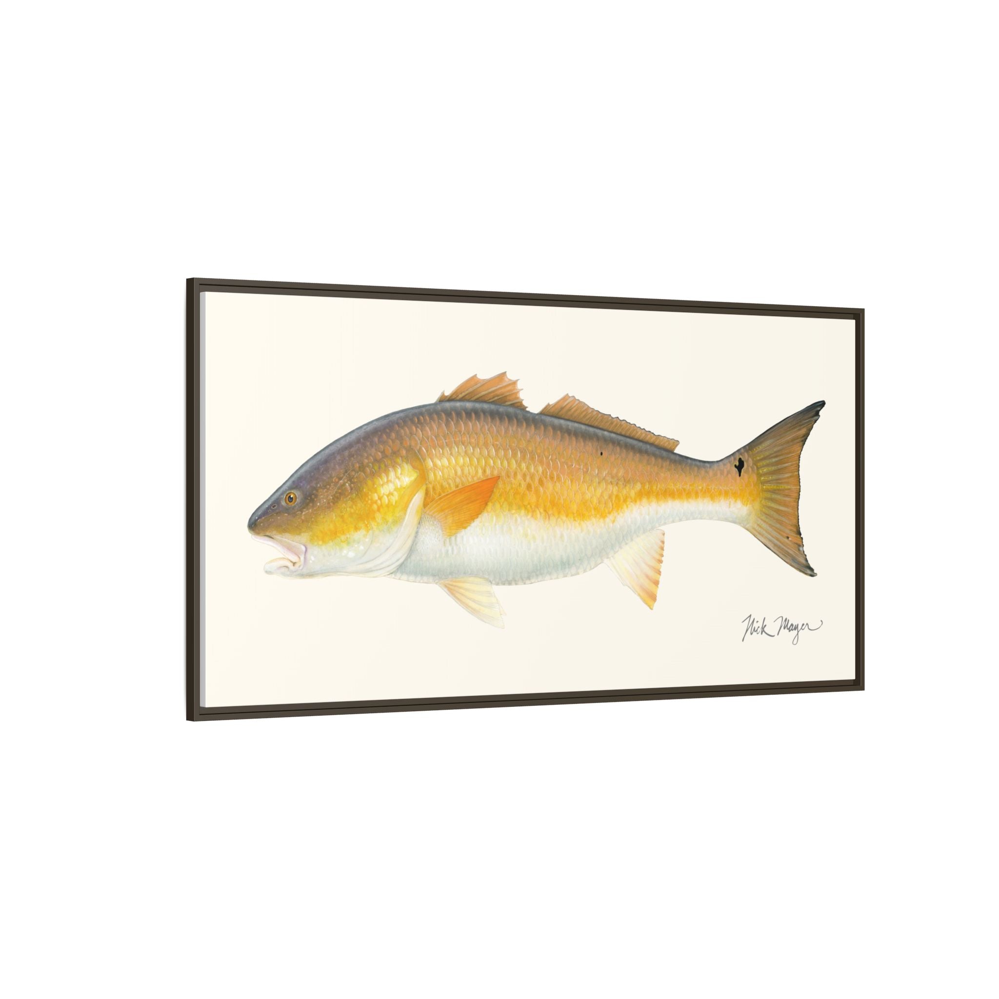 Bull Redfish Framed Canvas Print Printify