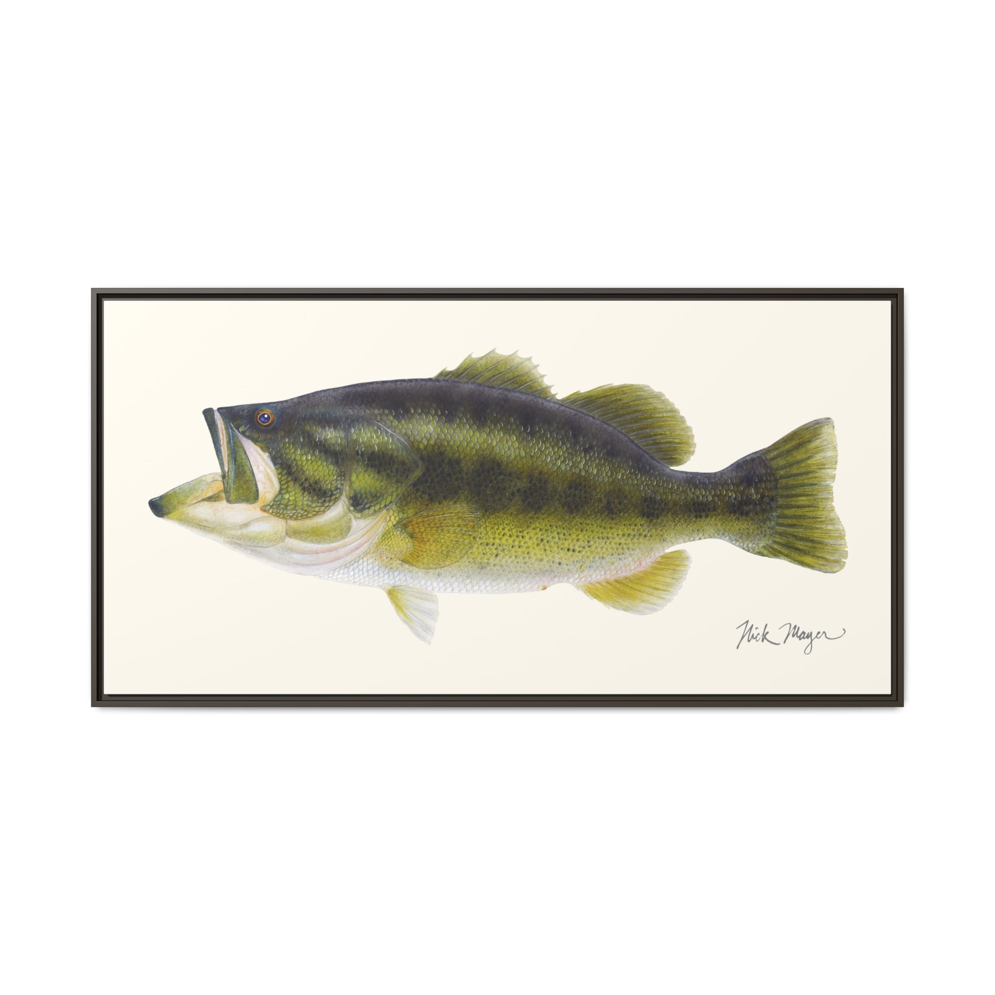 Largemouth Bass I Framed Canvas Print Printify