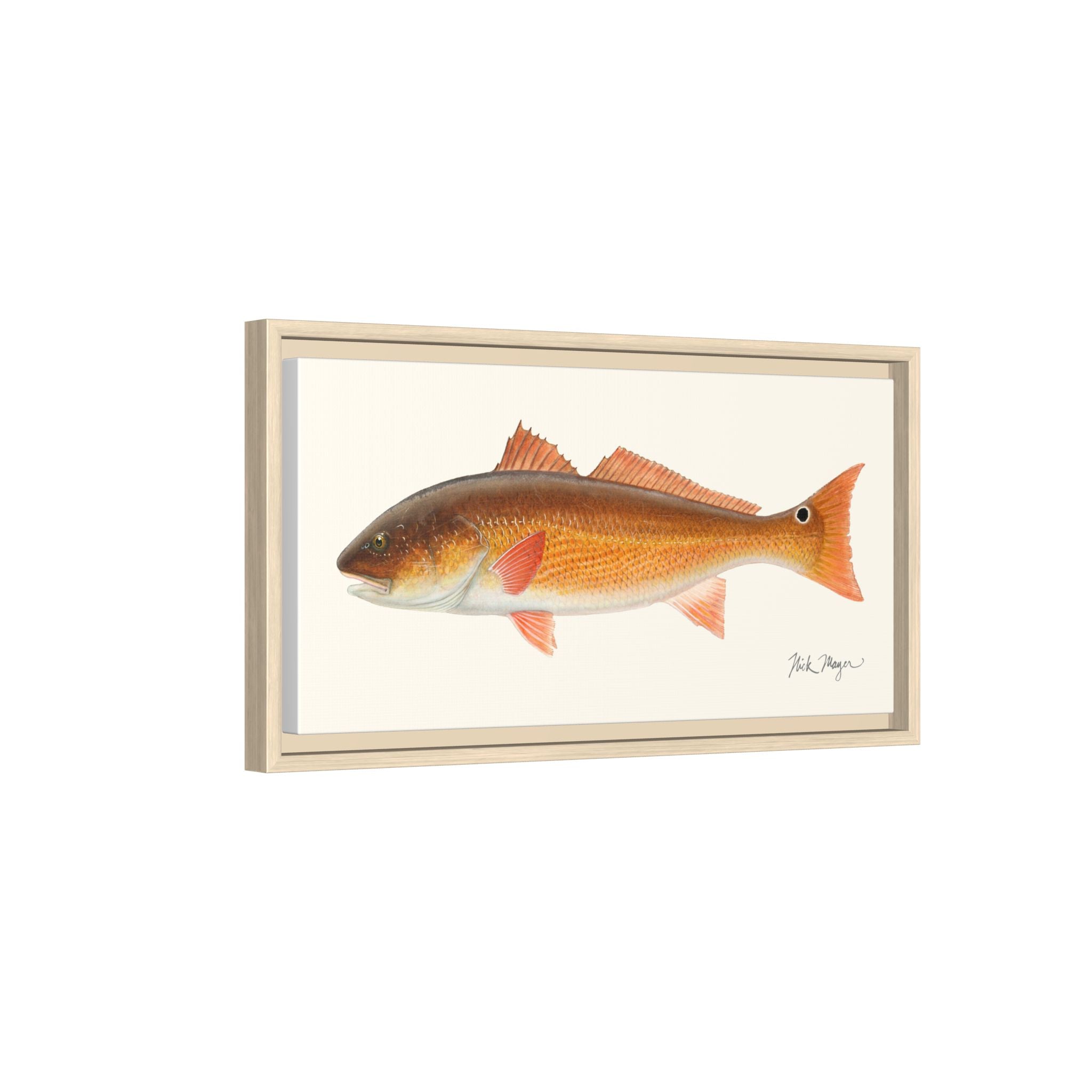 Redfish, 15 lbs Framed Canvas Print Printify