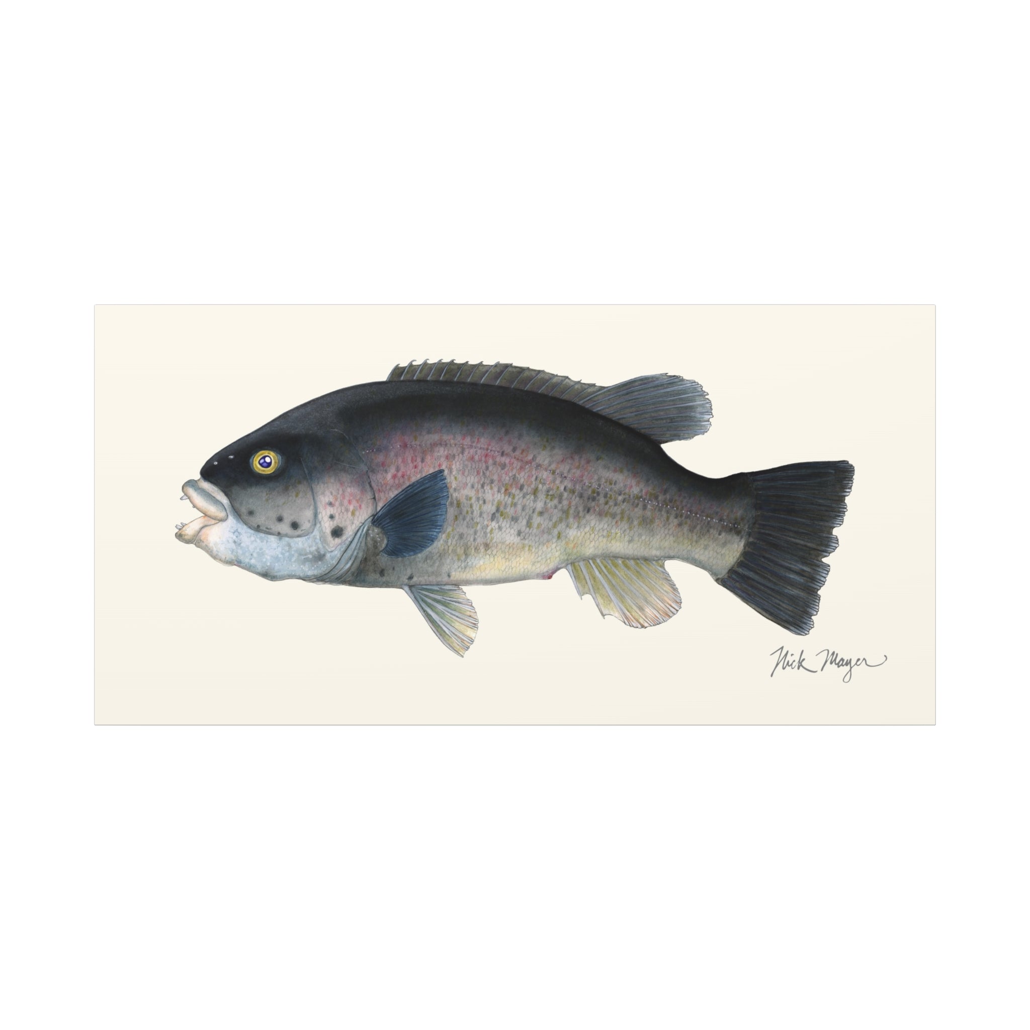 Tautog Canvas Print