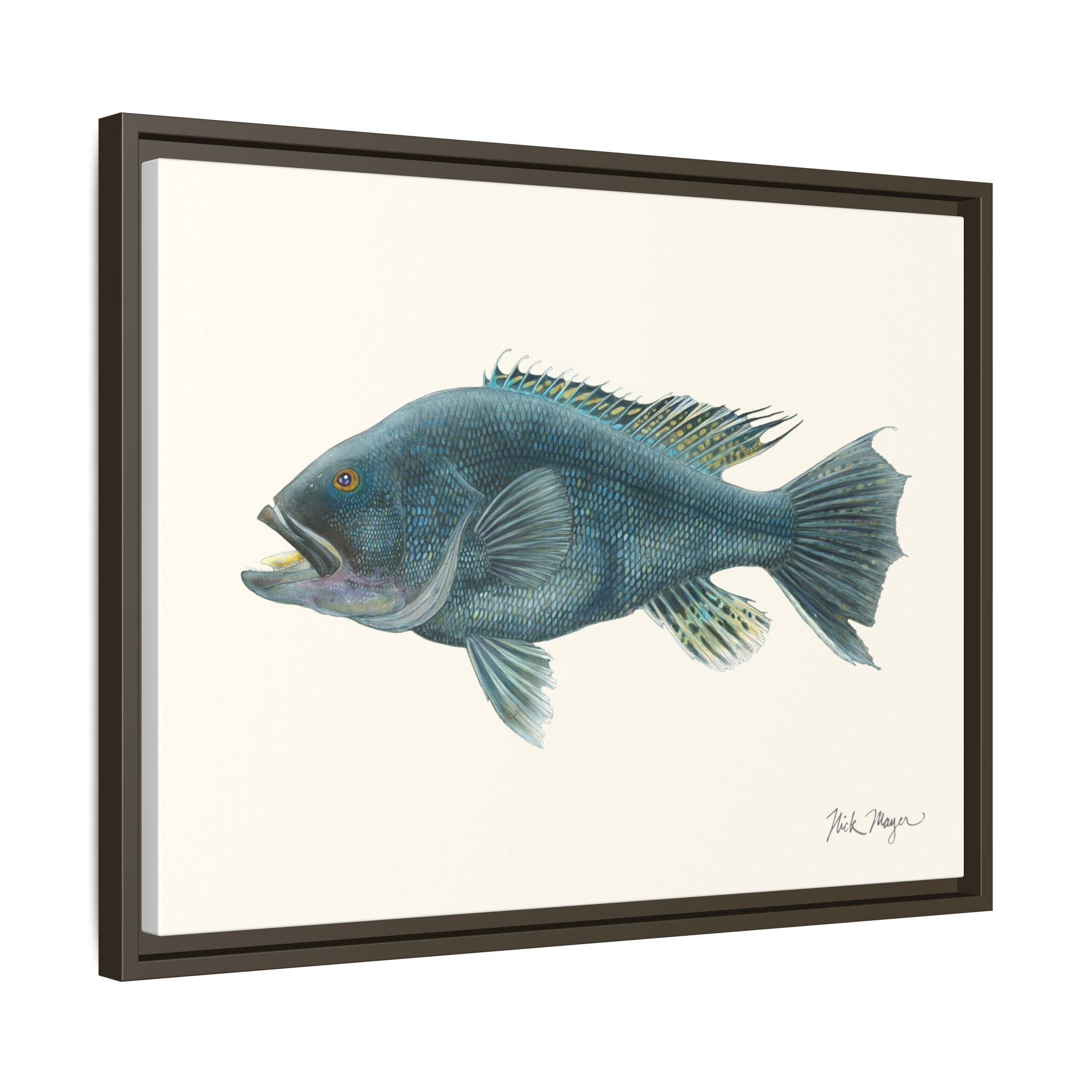 Black Sea Bass Framed Canvas Print Printify