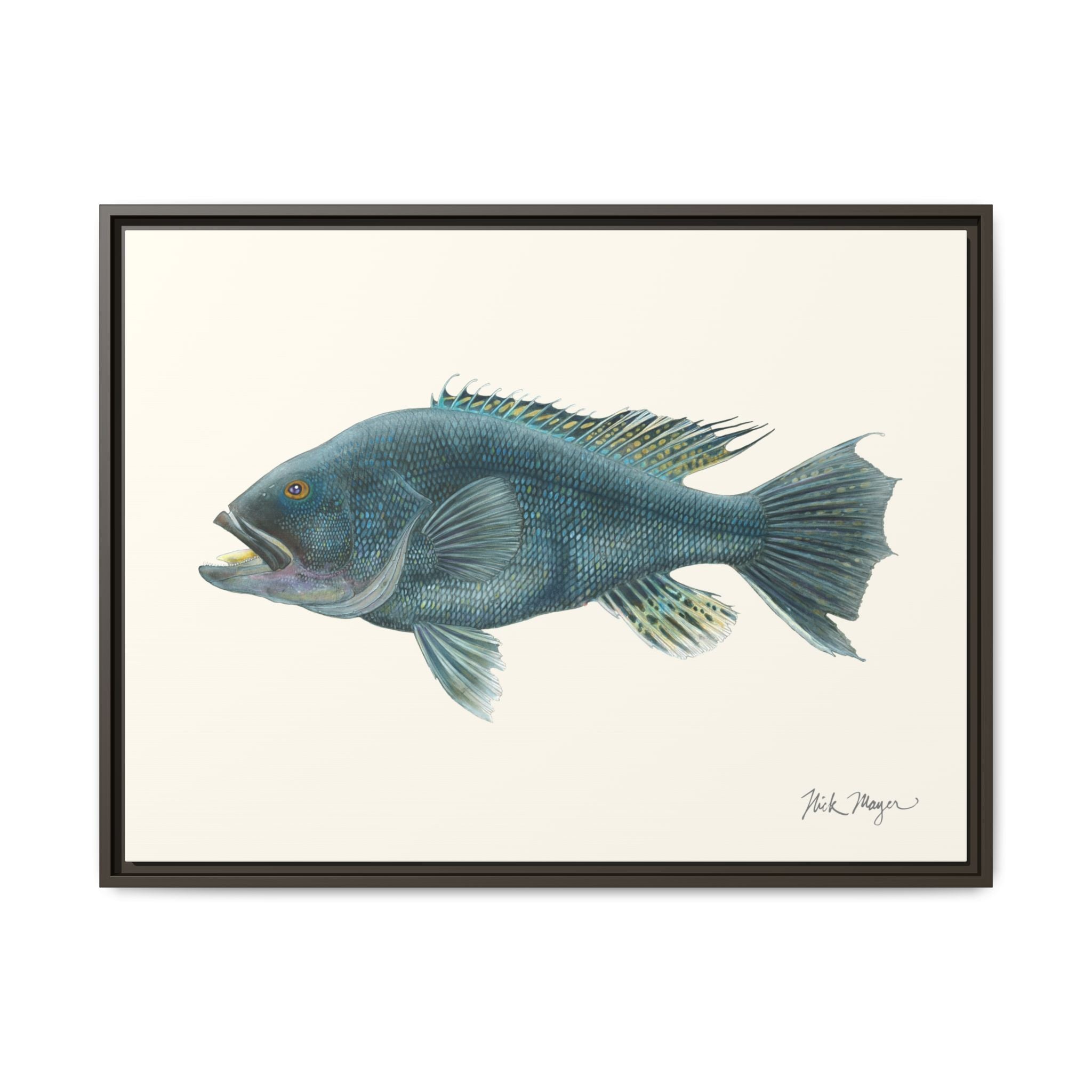 Black Sea Bass Framed Canvas Print Printify