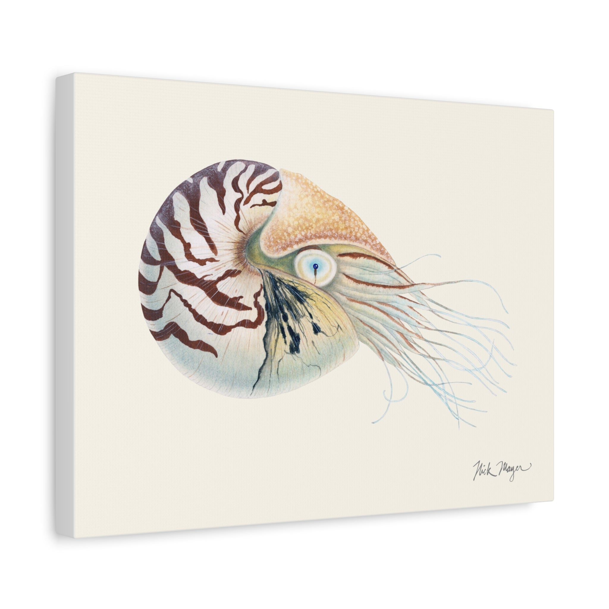 Chambered Nautilus Canvas Print