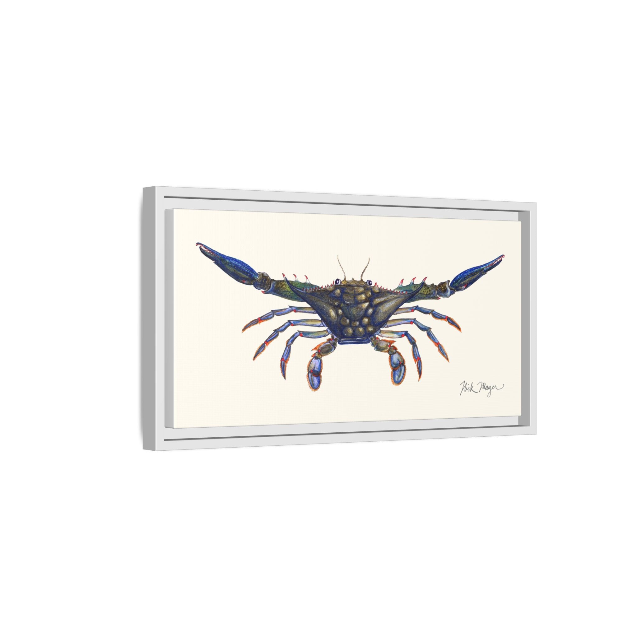 Blue Crab, Claws Out Framed Canvas Print Printify