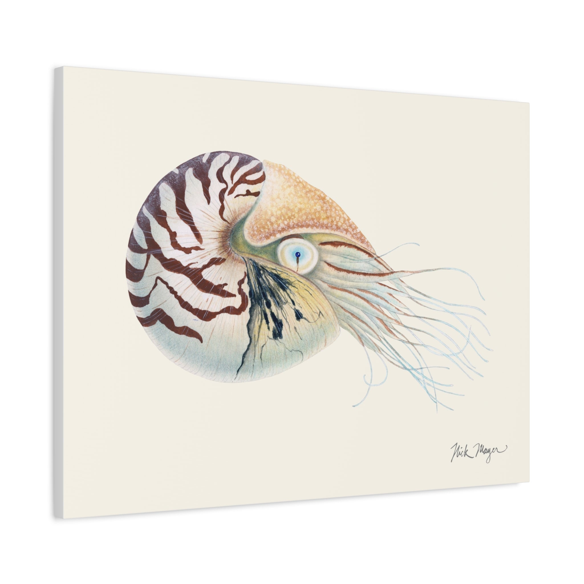 Chambered Nautilus Canvas Print