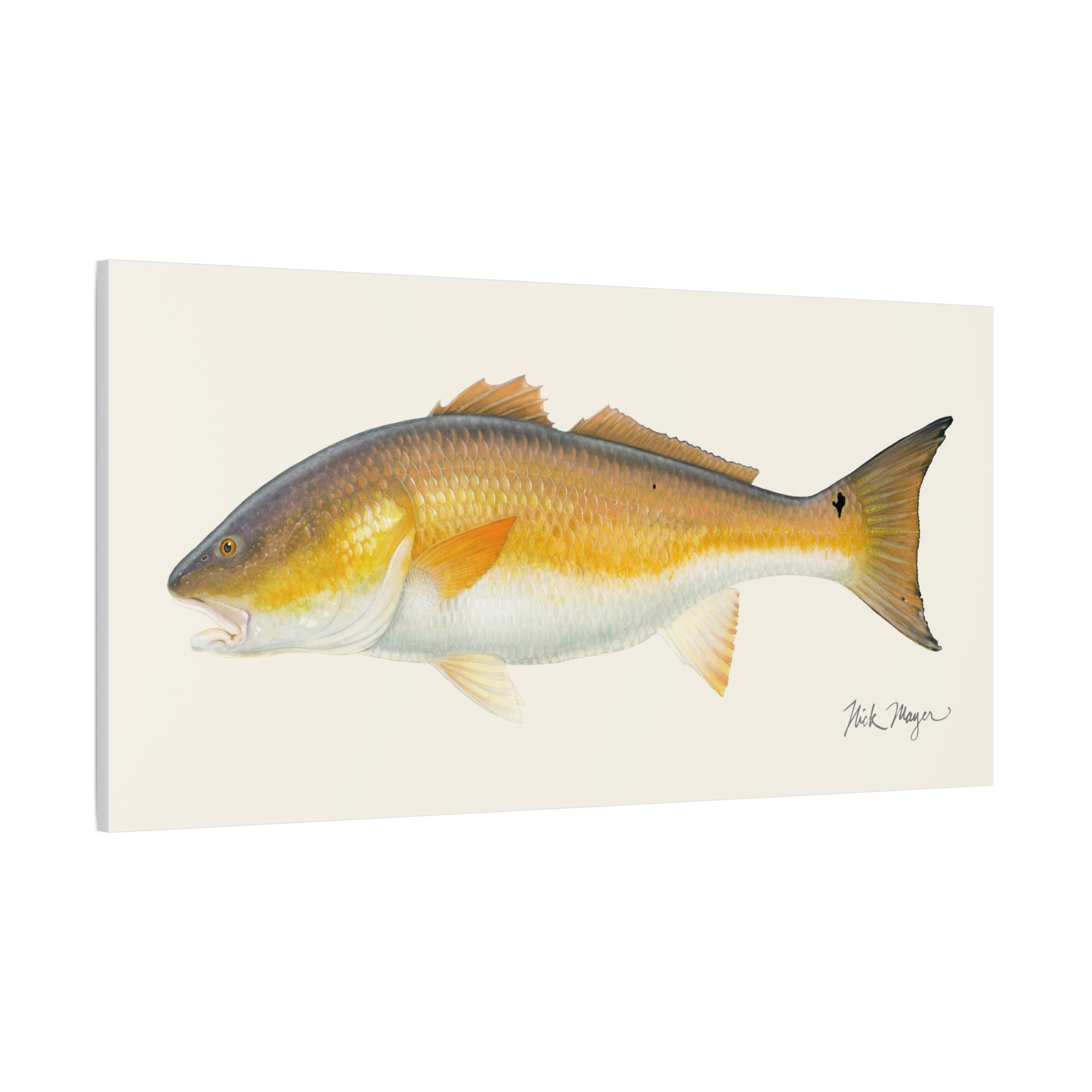 Bull Redfish Canvas Print Printify
