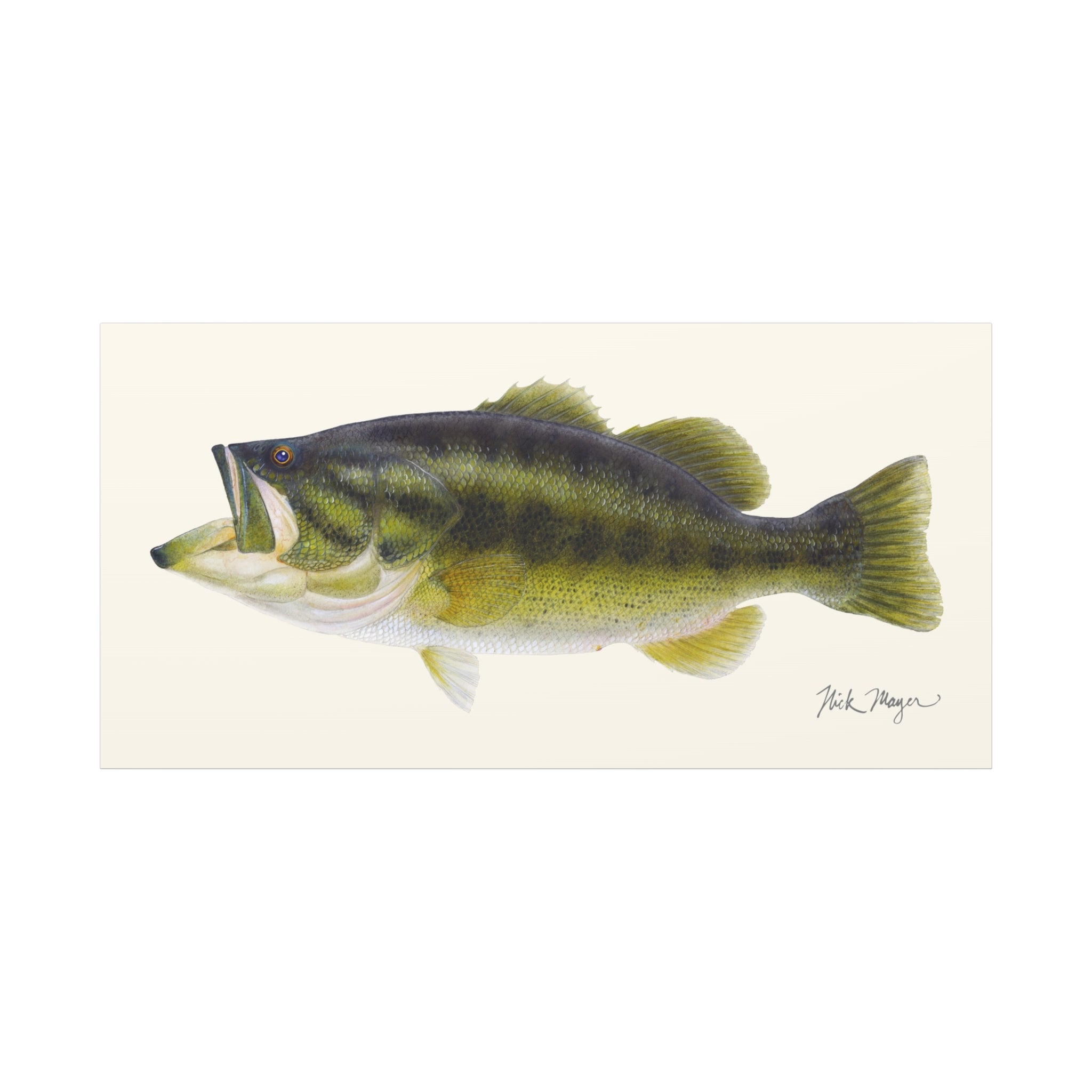 Largemouth Bass I Canvas Print