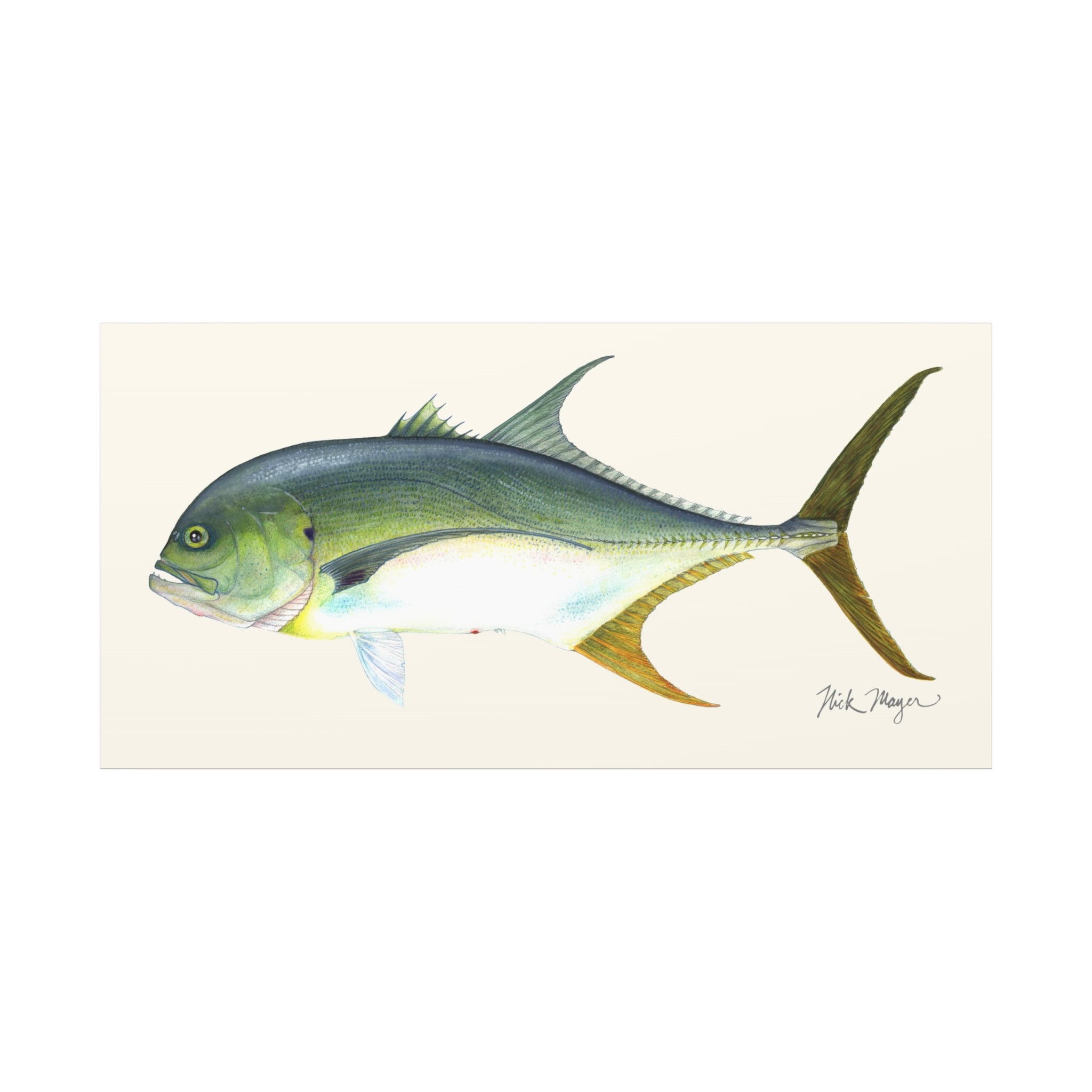 Jack Crevalle Canvas Print