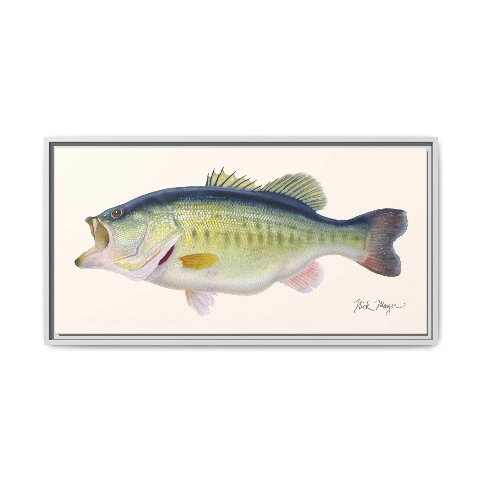 Largemouth Bass 3 Framed Canvas Print