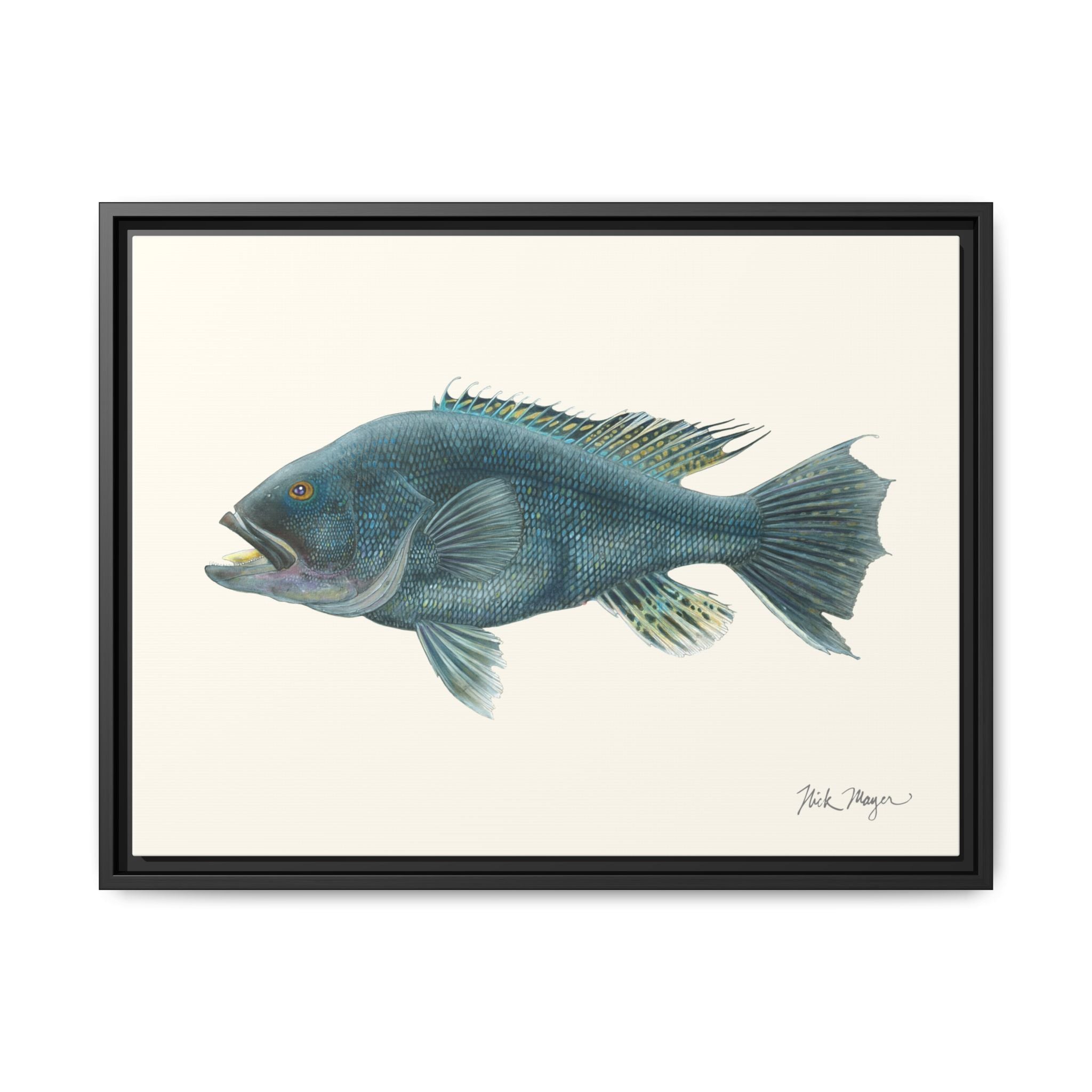 Black Sea Bass Framed Canvas Print Printify