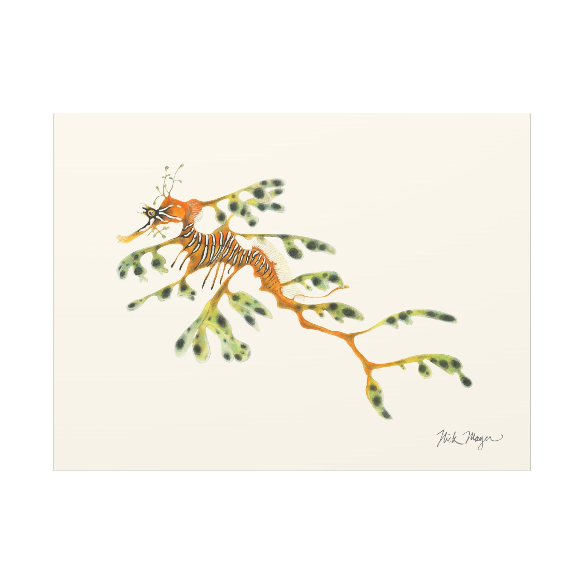 Leafy Sea Dragon Canvas Print