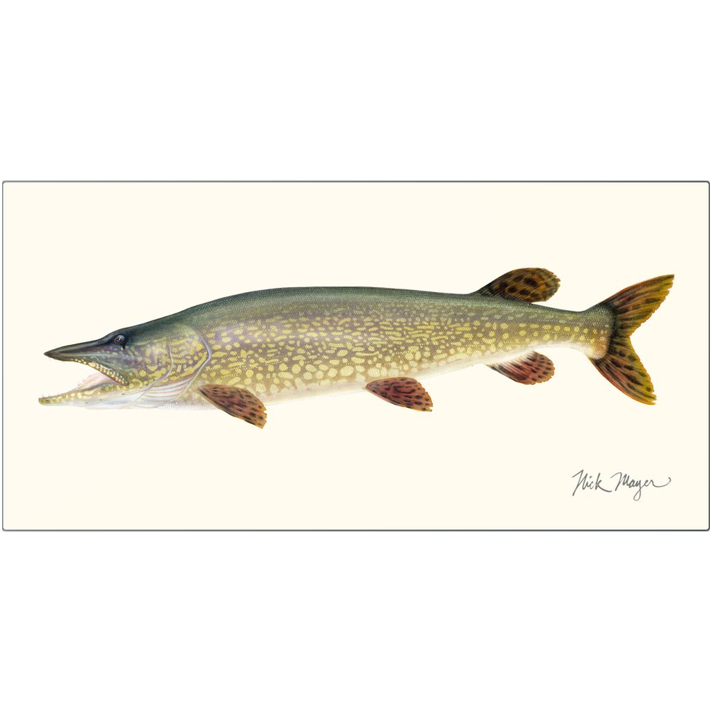 Northern Pike Metal Print, NEW!