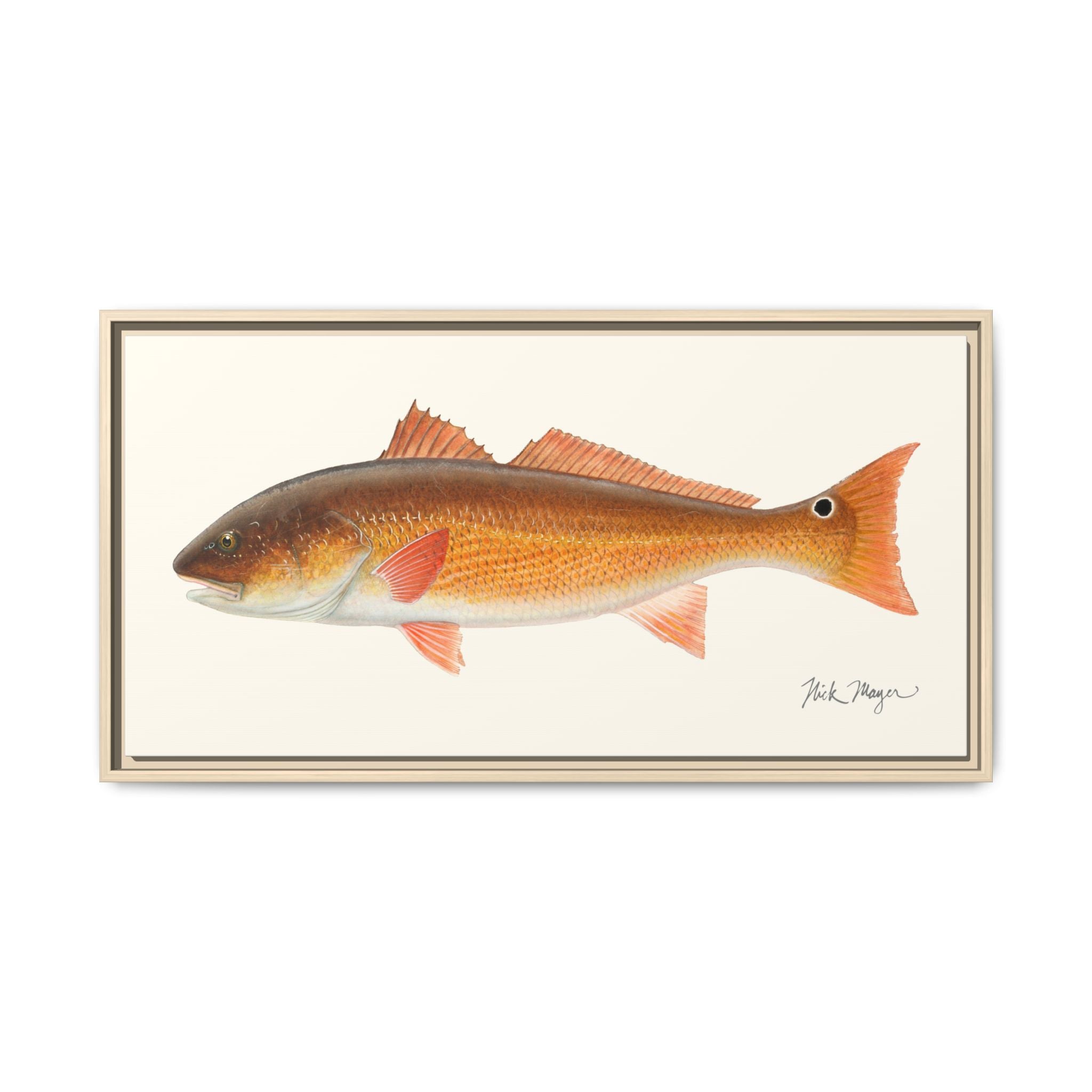 Redfish, 15 lbs Framed Canvas Print Printify
