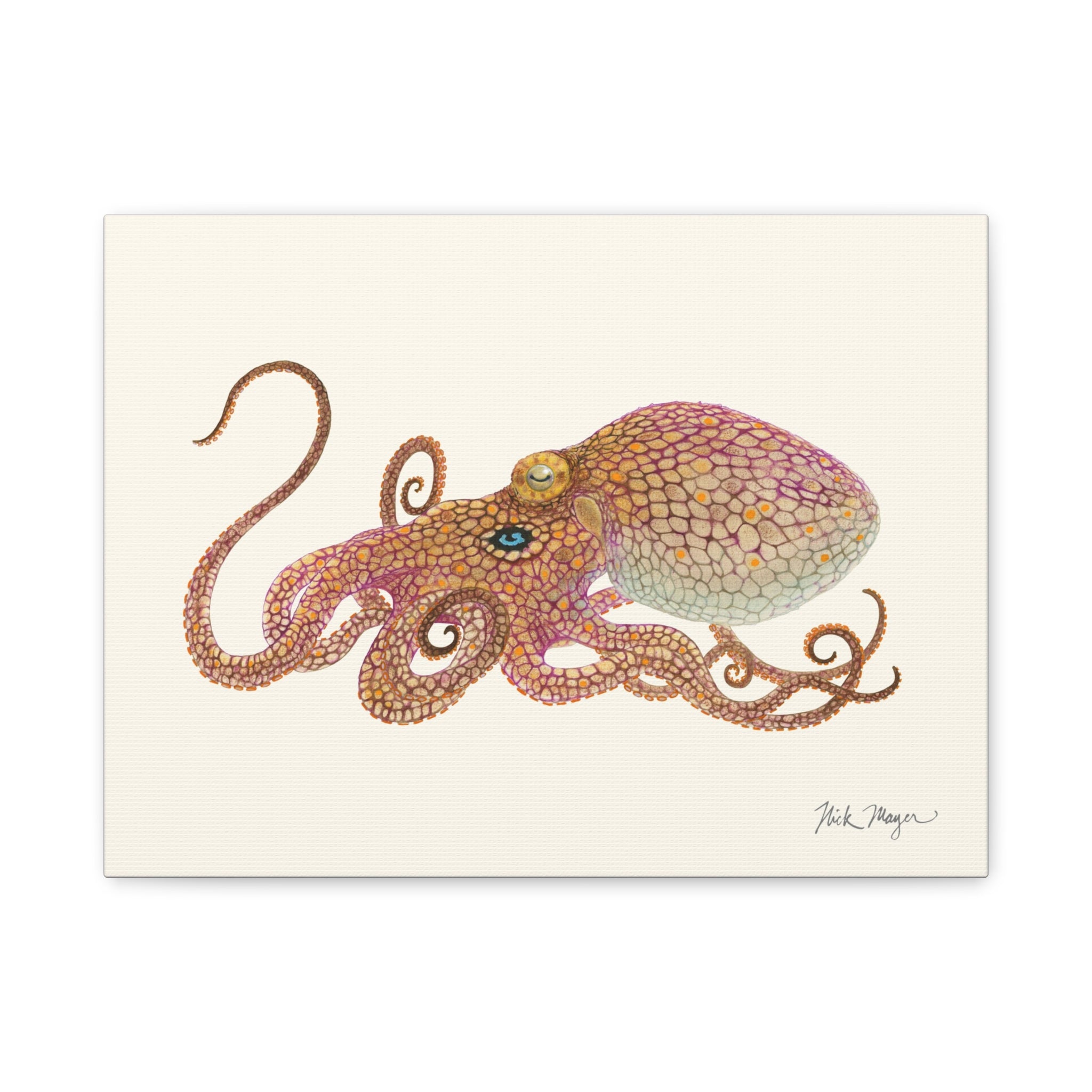 California Two Spot Octopus Canvas Print