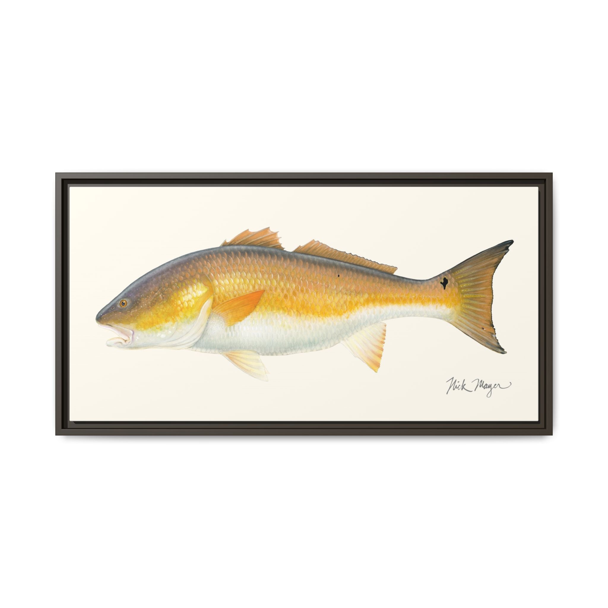 Bull Redfish Framed Canvas Print Printify