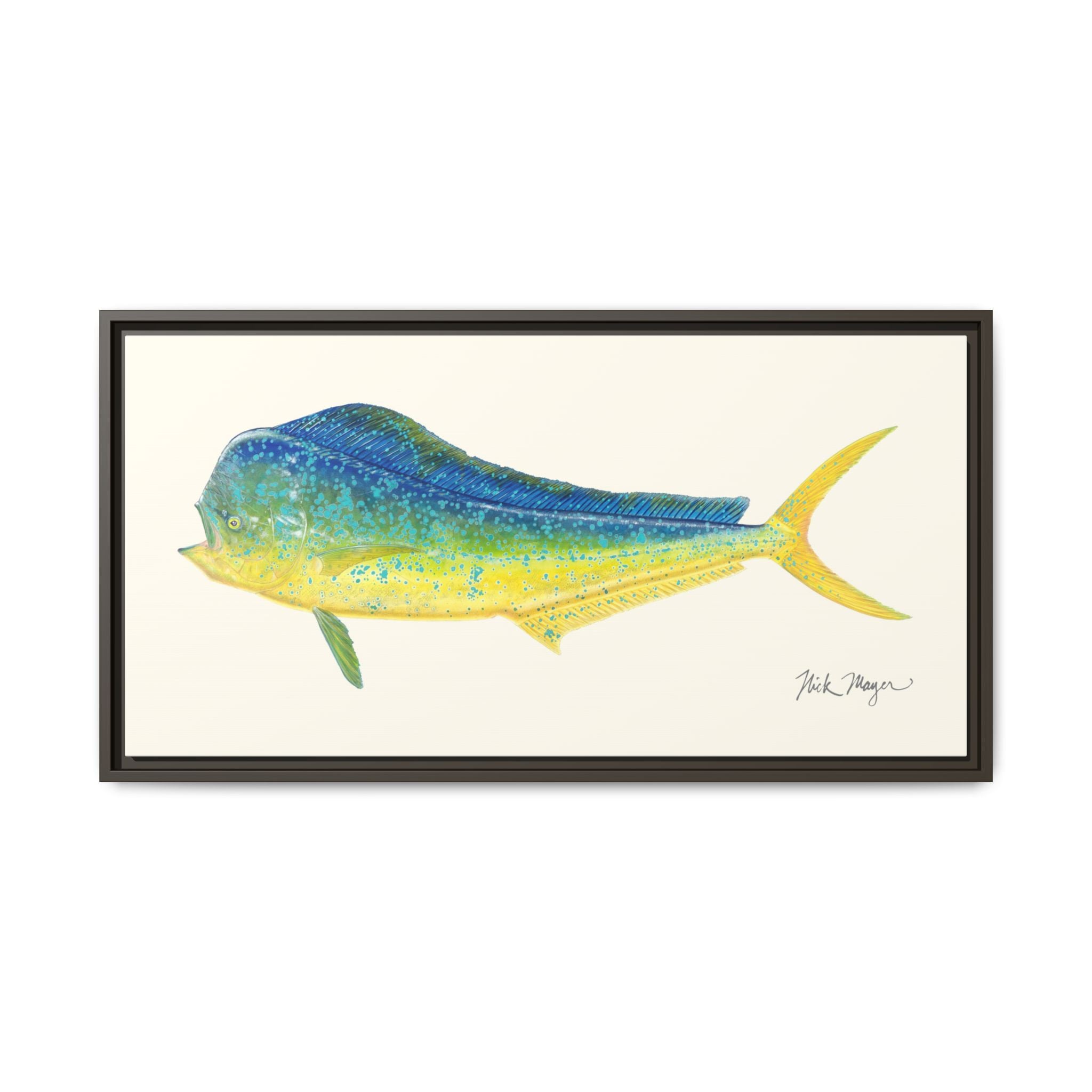 Bull Mahi Mahi Framed Canvas Print