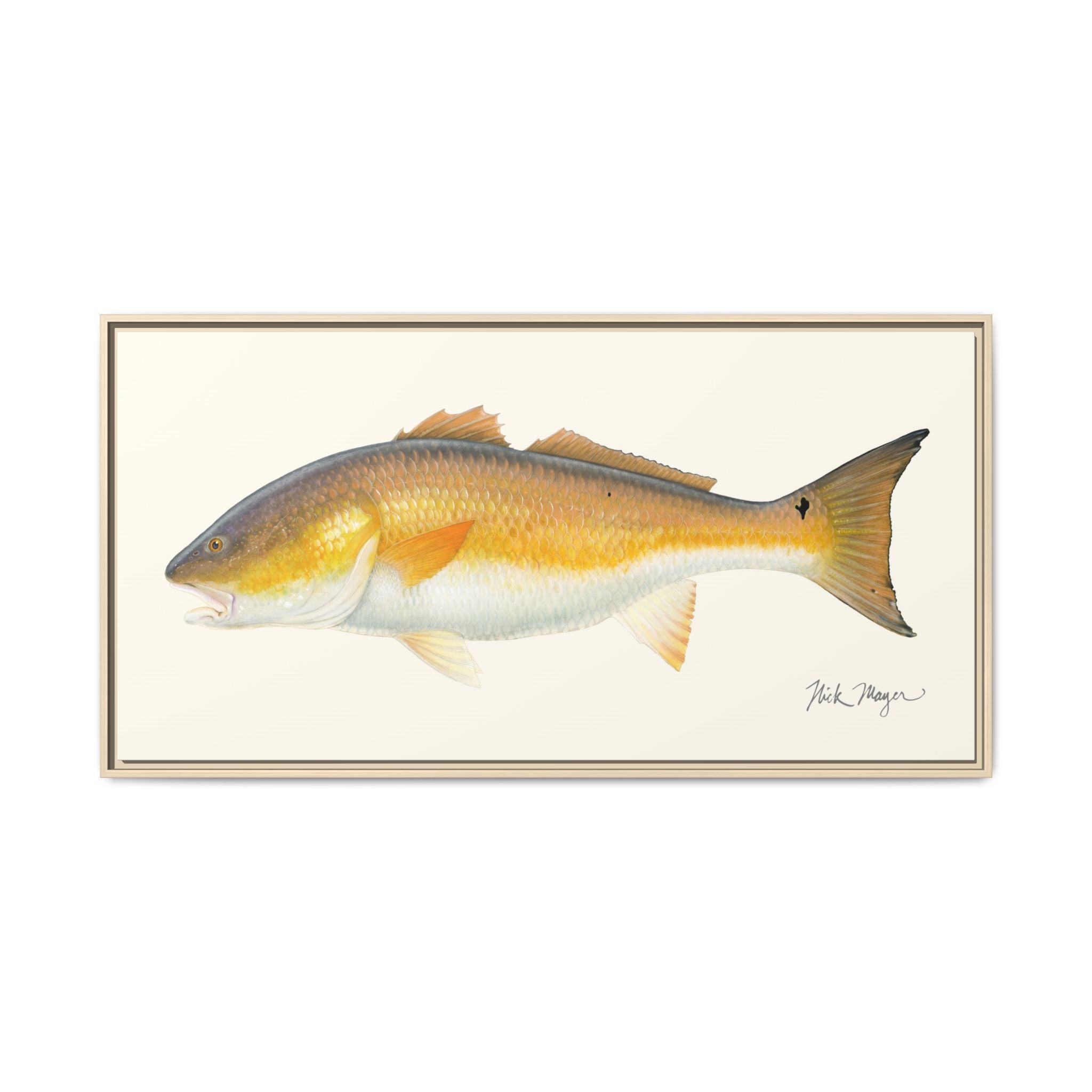 Bull Redfish Framed Canvas Print Printify