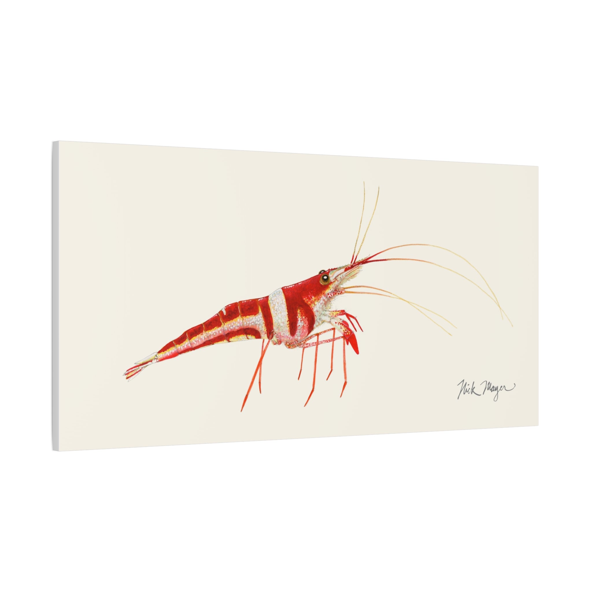 Sulawesi Harlequin Shrimp Canvas Print