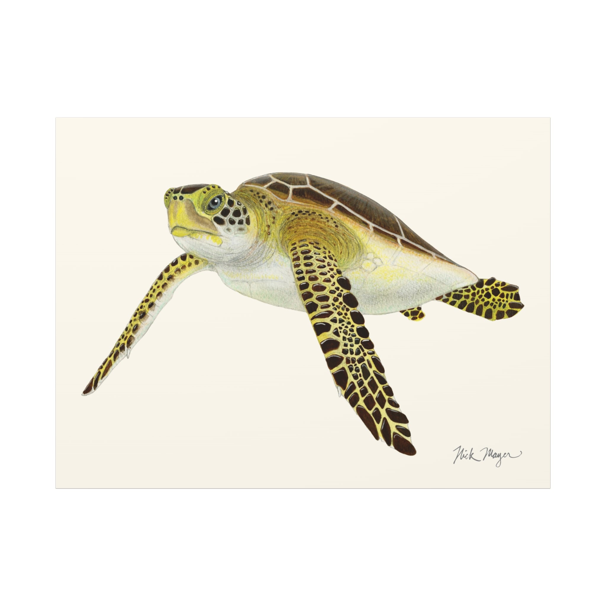 Juvenile Green Sea Turtle III Canvas Print