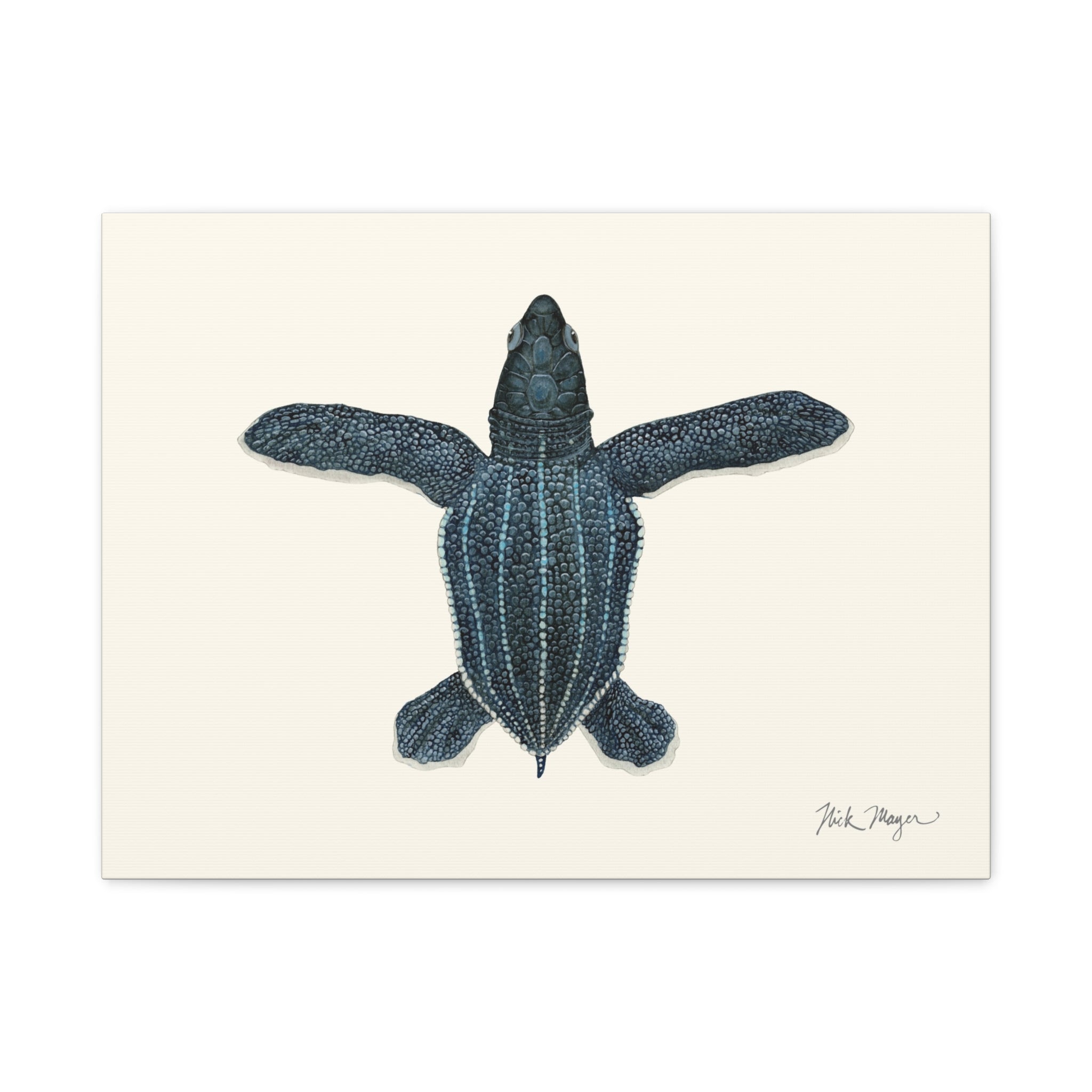 Hatchling Leatherback Sea Turtle Canvas Print
