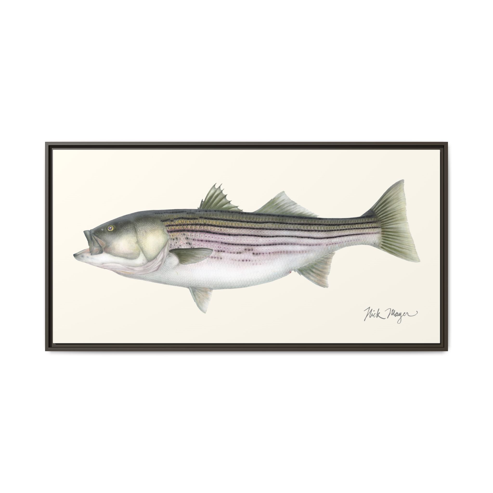 Striped Bass, 30 lbs Framed Canvas Print