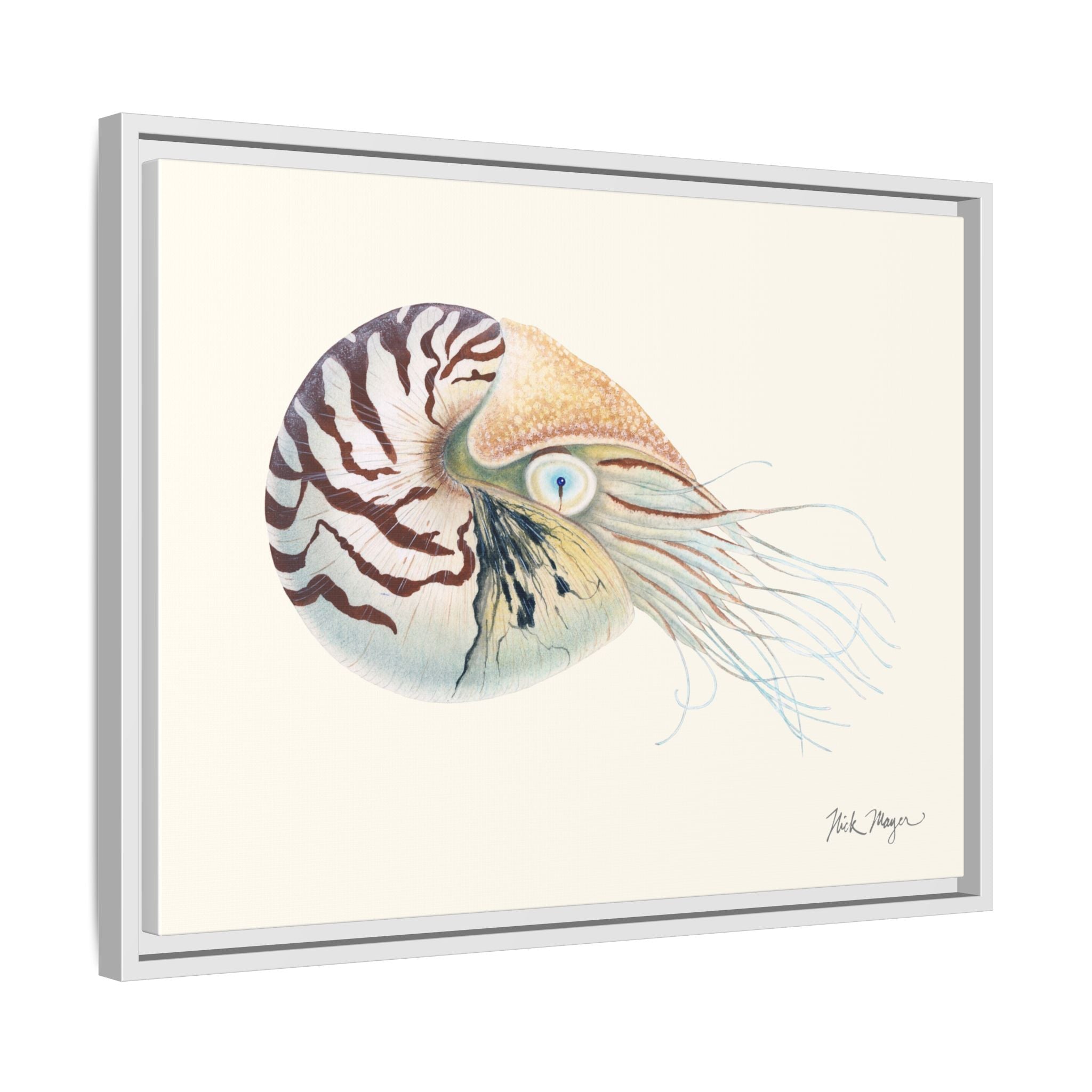 Chambered Nautilus Framed Canvas Print Printify