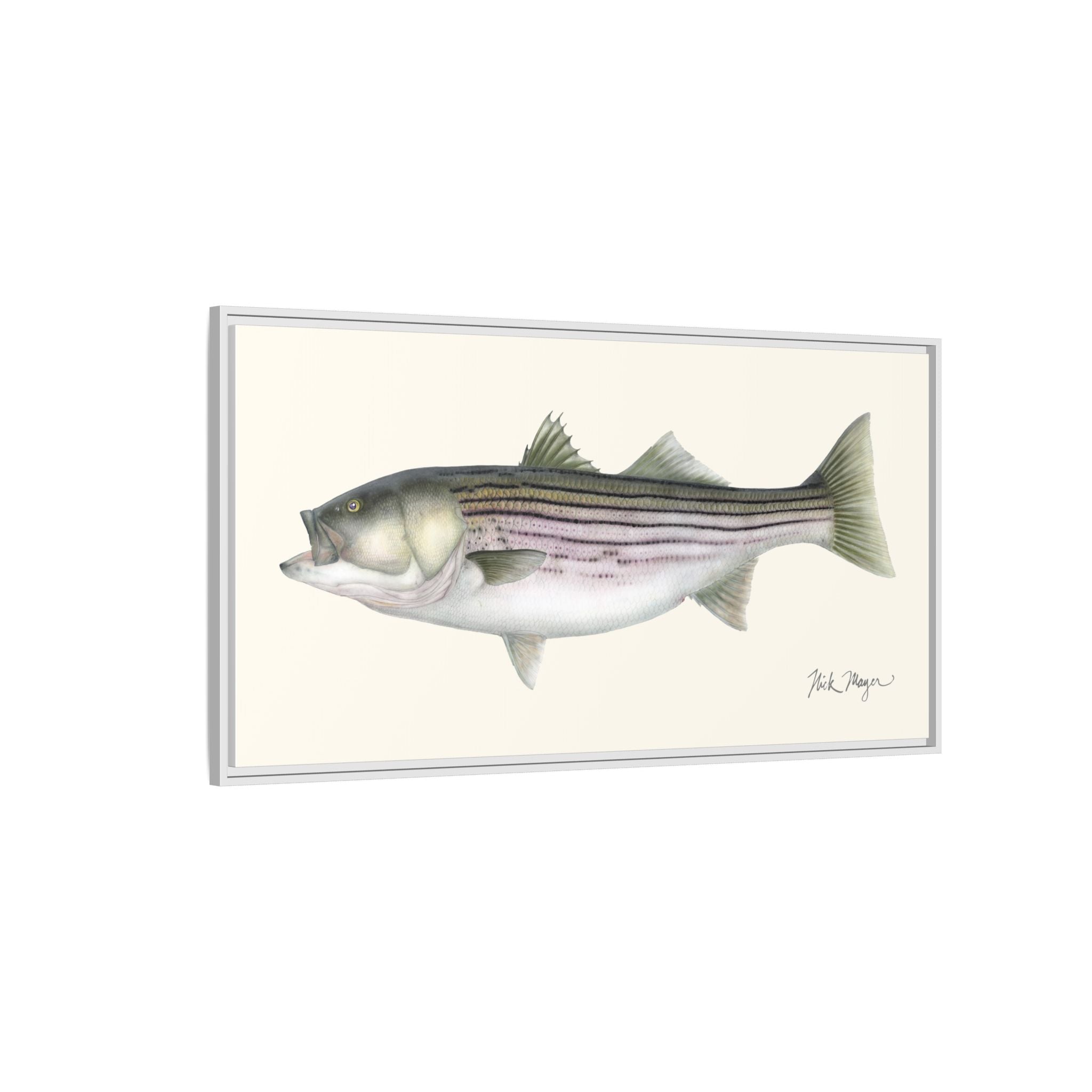Striped Bass, 30 lbs Framed Canvas Print Printify