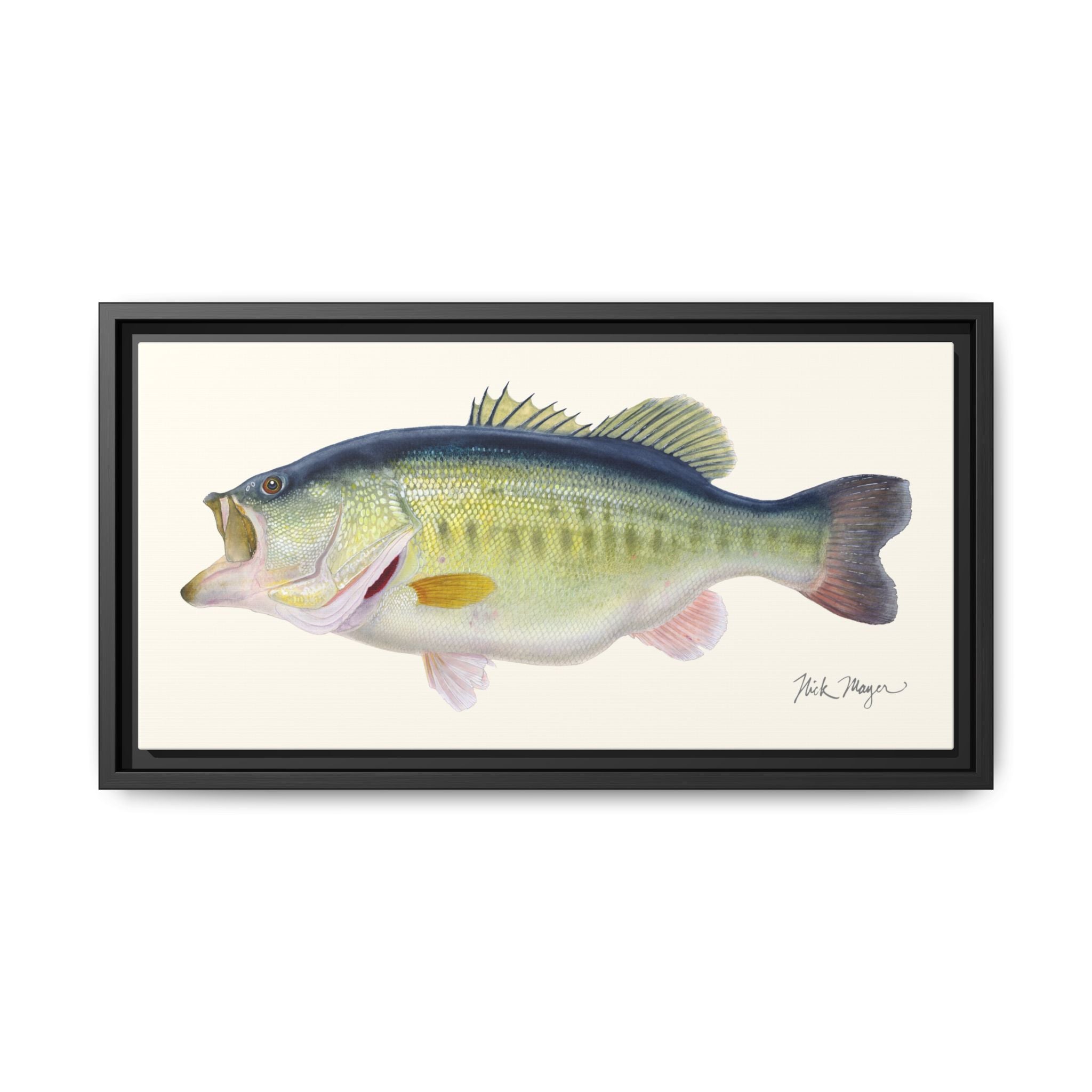 Largemouth Bass 3 Framed Canvas Print