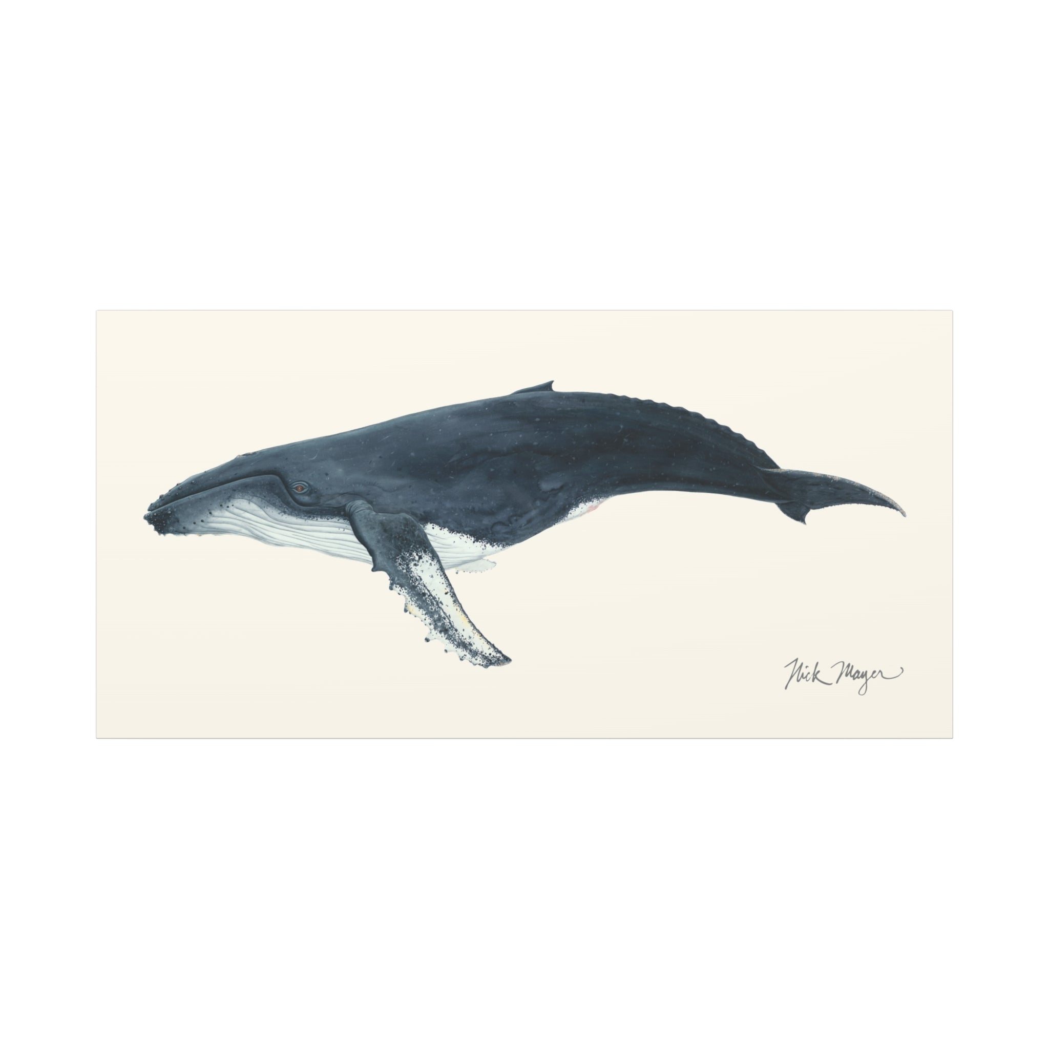 Humpback Whale Canvas Print