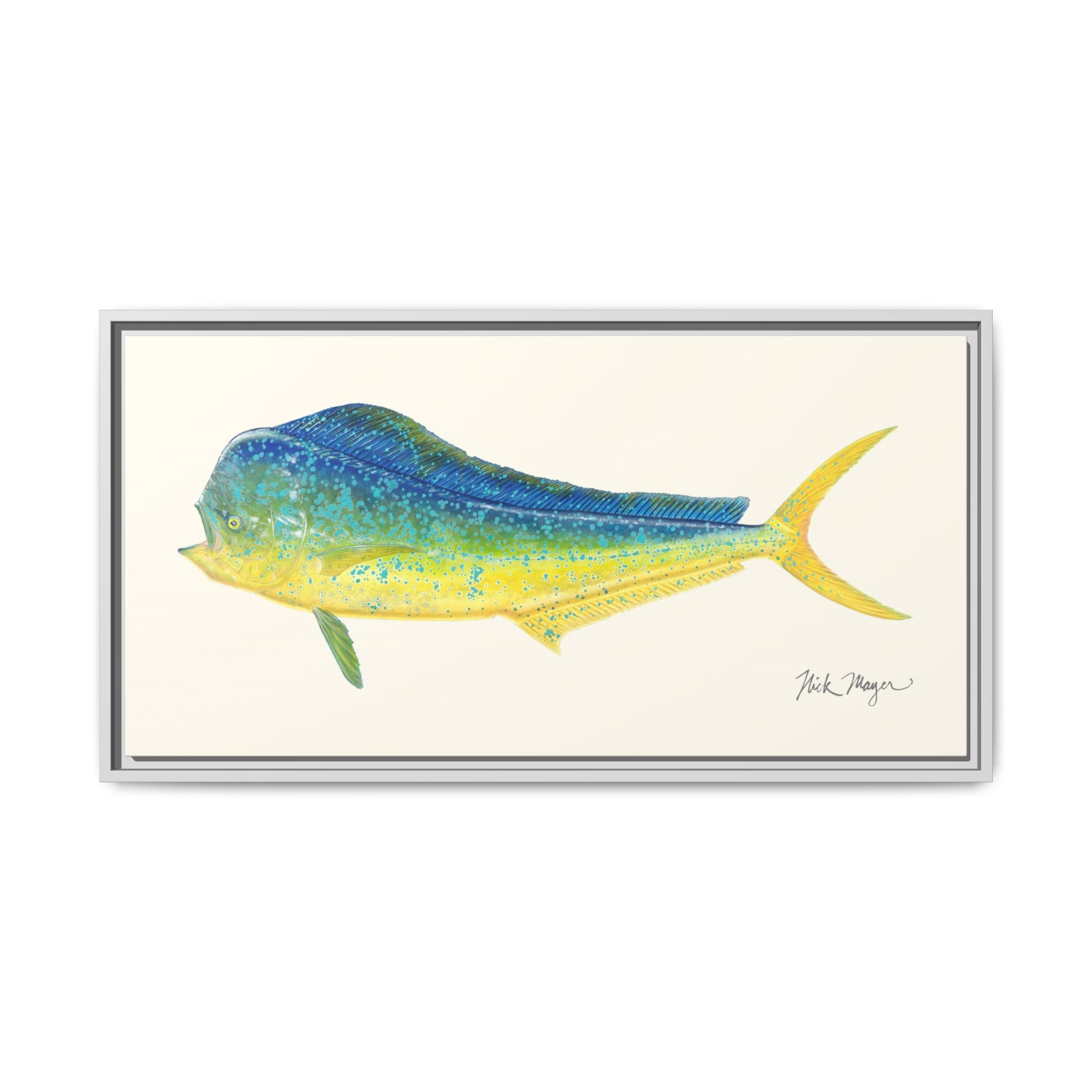 Bull Mahi Mahi Framed Canvas Print