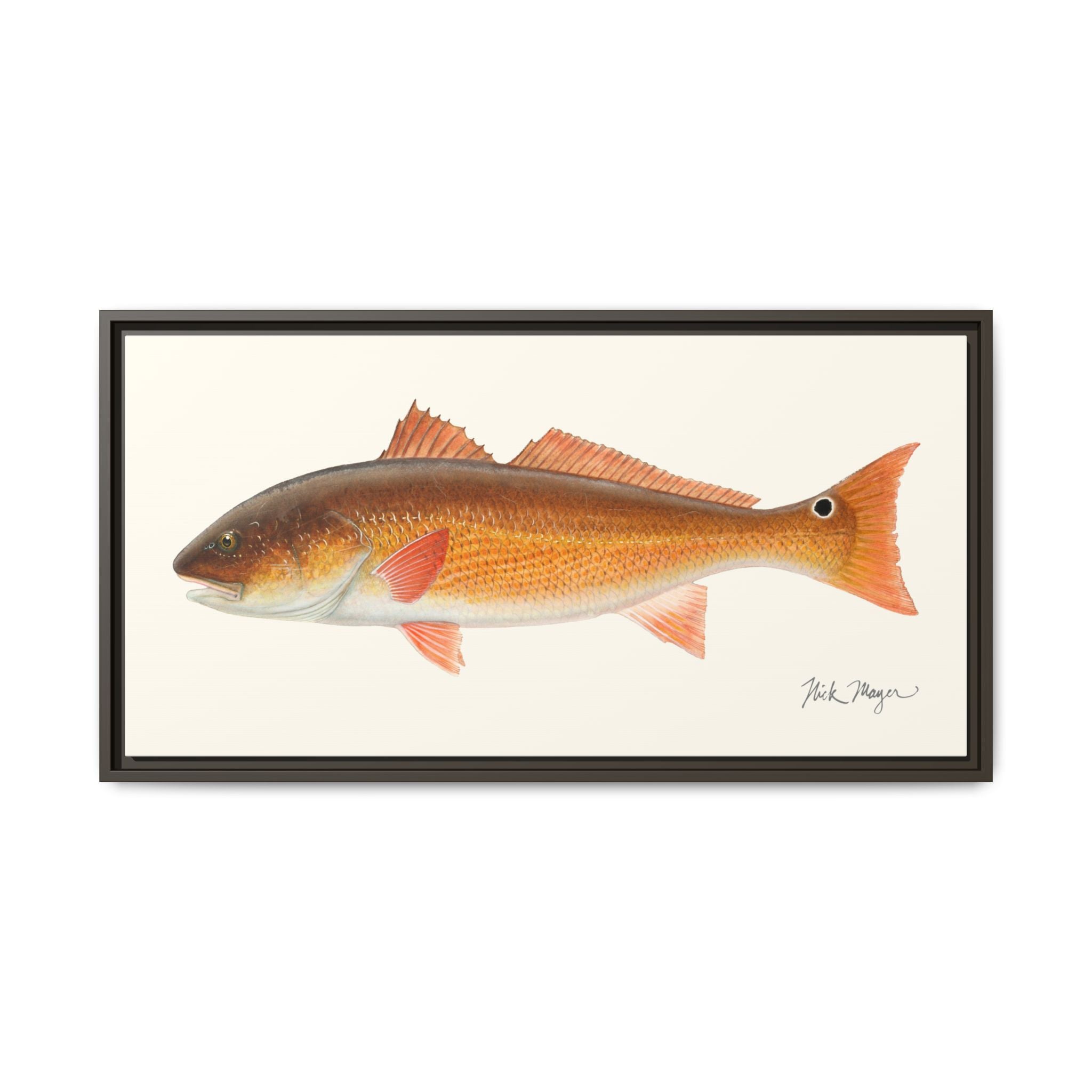 Redfish, 15 lbs Framed Canvas Print Printify