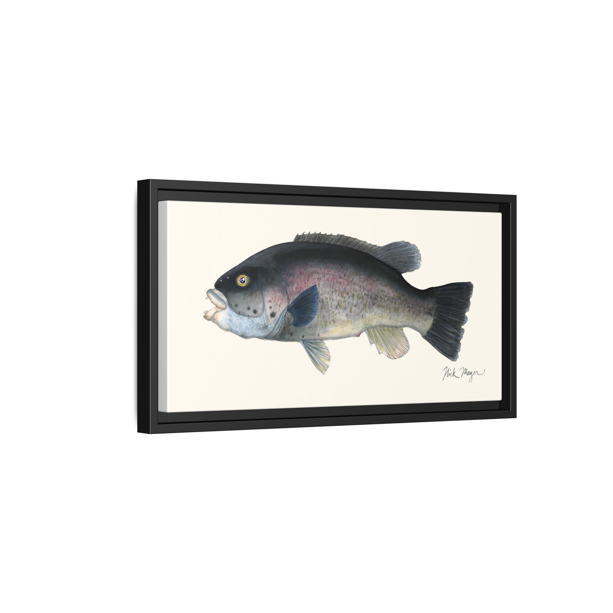 Tautog / Blackfish Framed Canvas Print Printify