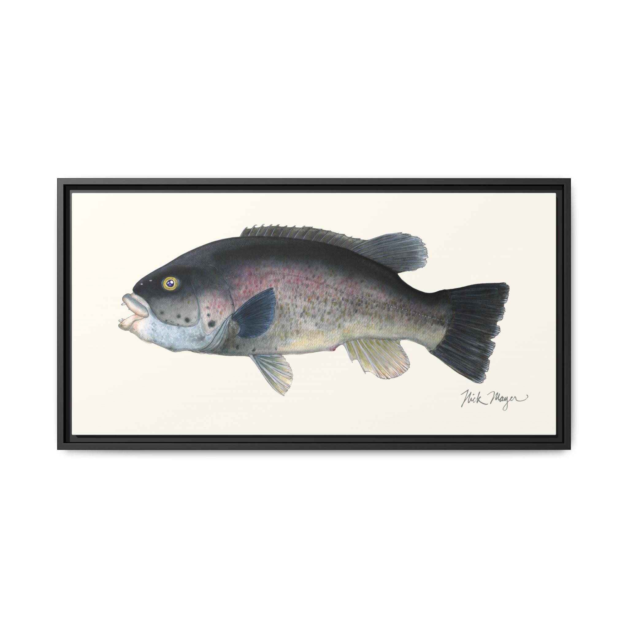 Tautog / Blackfish Framed Canvas Print Printify
