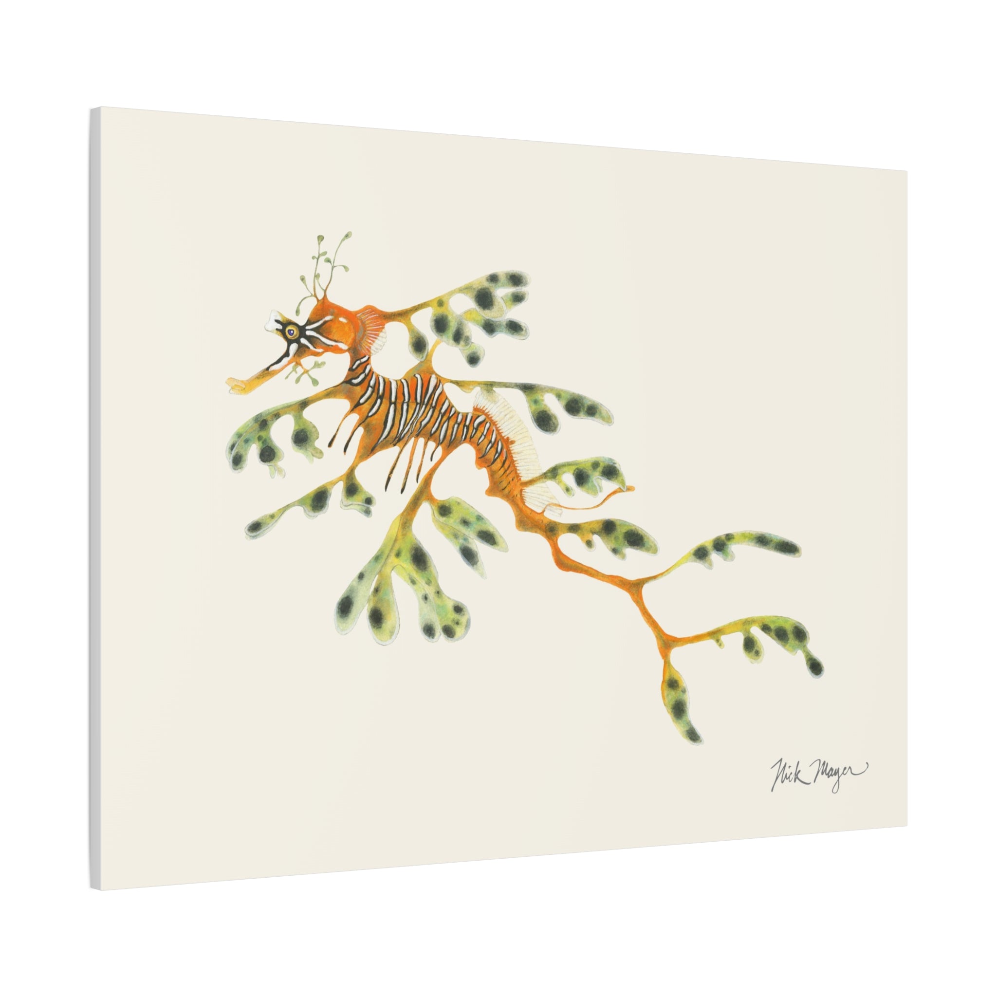 Leafy Sea Dragon Canvas Print