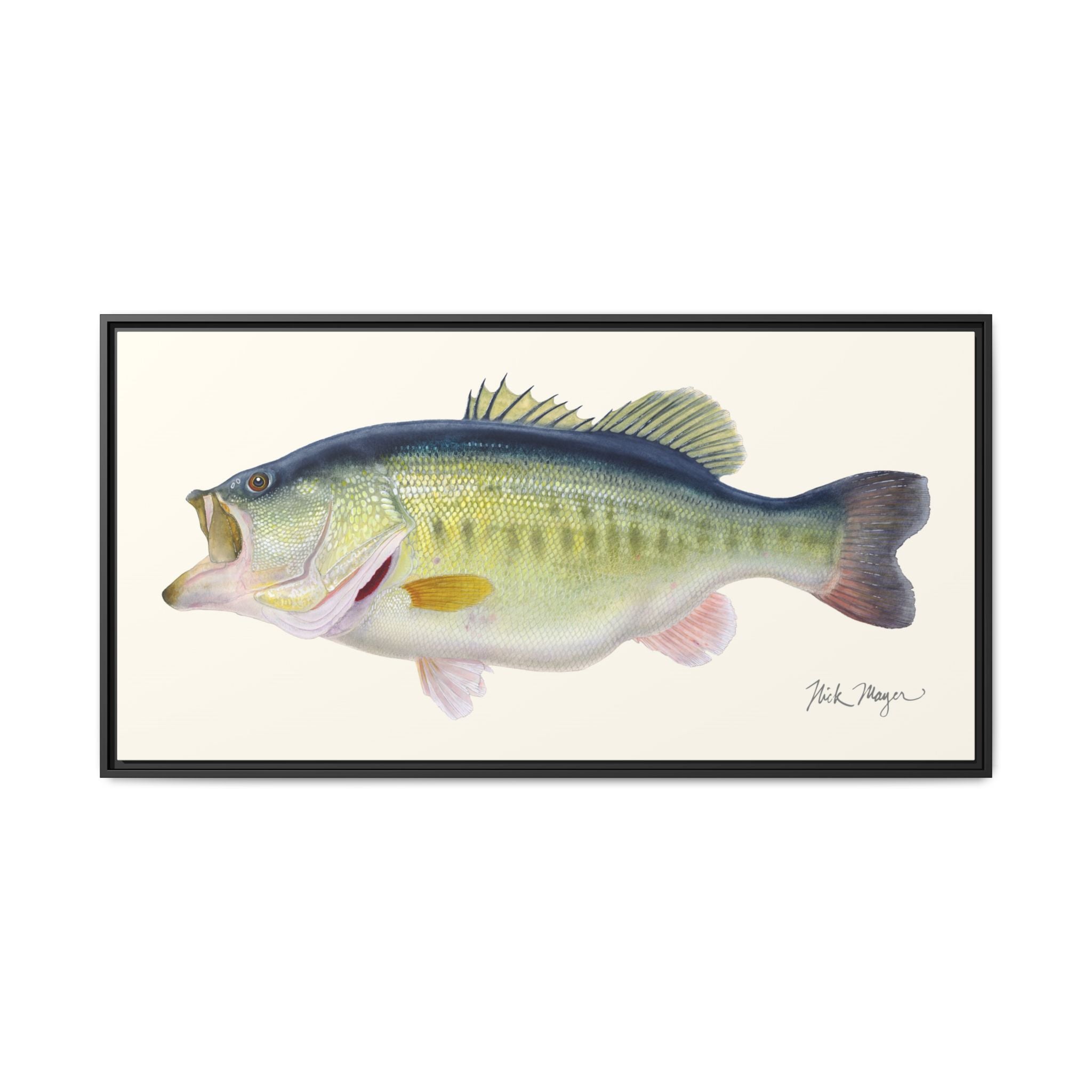 Largemouth Bass 3 Framed Canvas Print