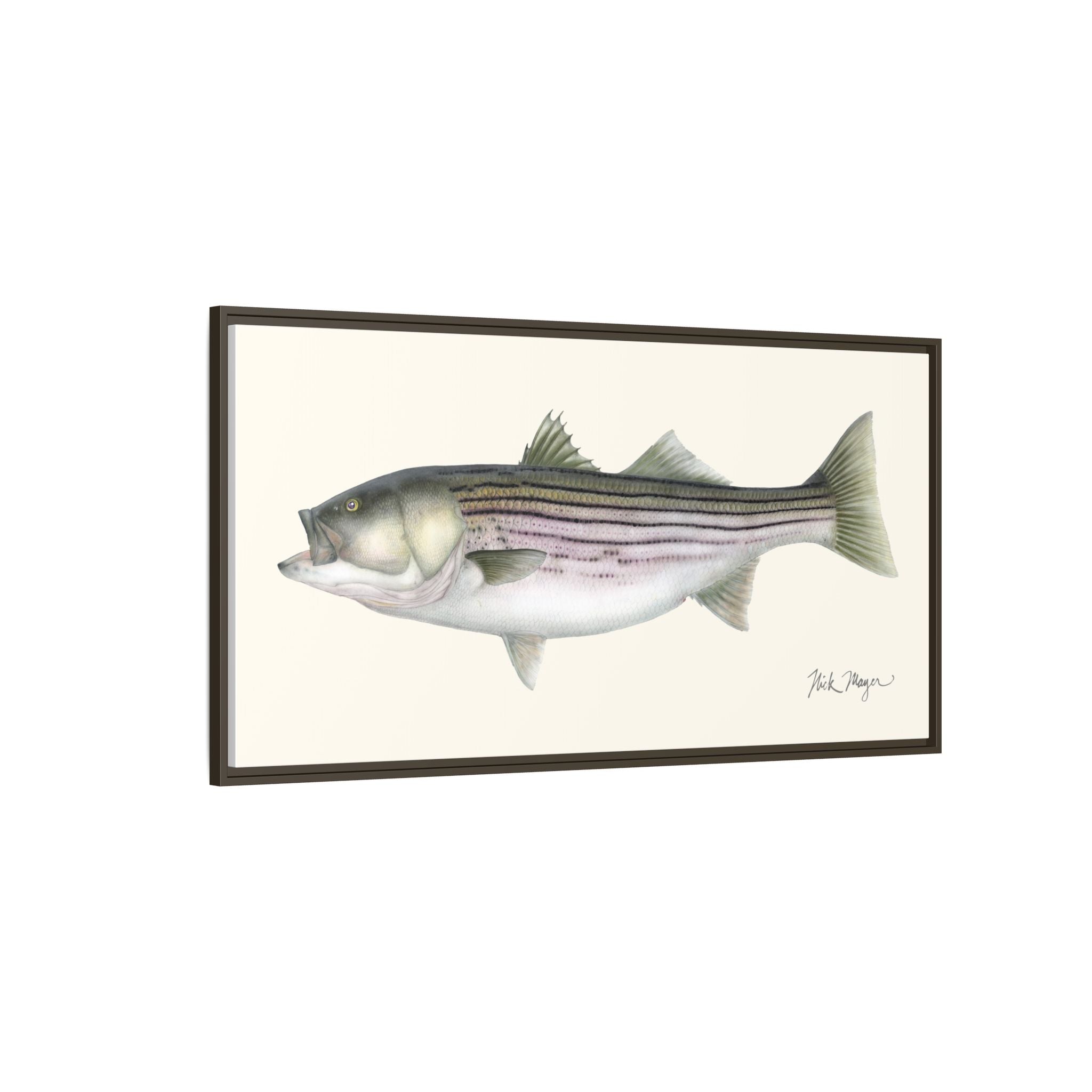 Striped Bass, 30 lbs Framed Canvas Print