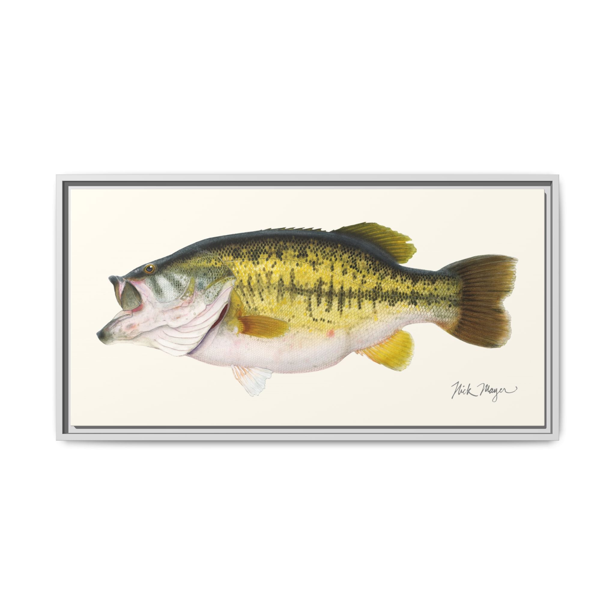 Largemouth Bass II Framed Canvas Print