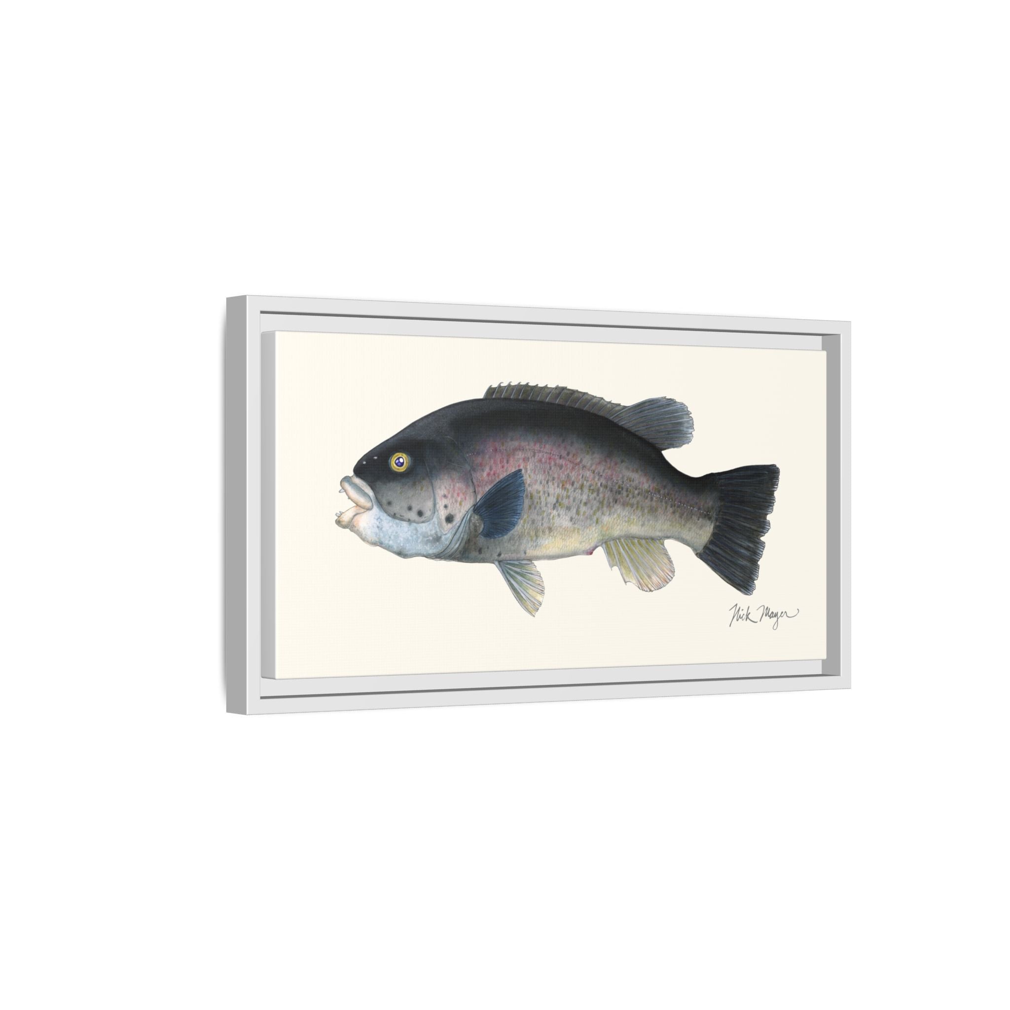 Tautog / Blackfish Framed Canvas Print Printify