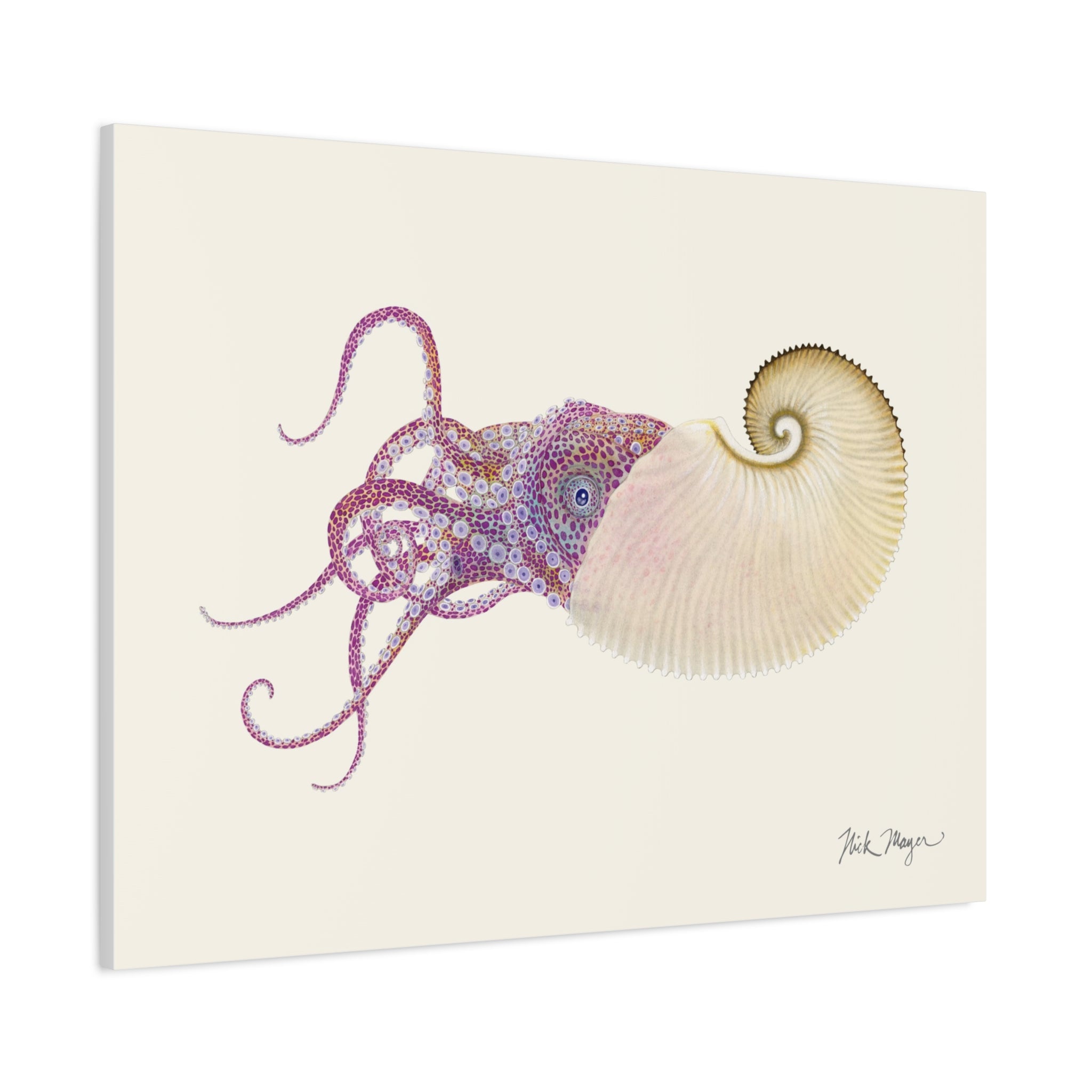 Paper Nautilus Canvas Print