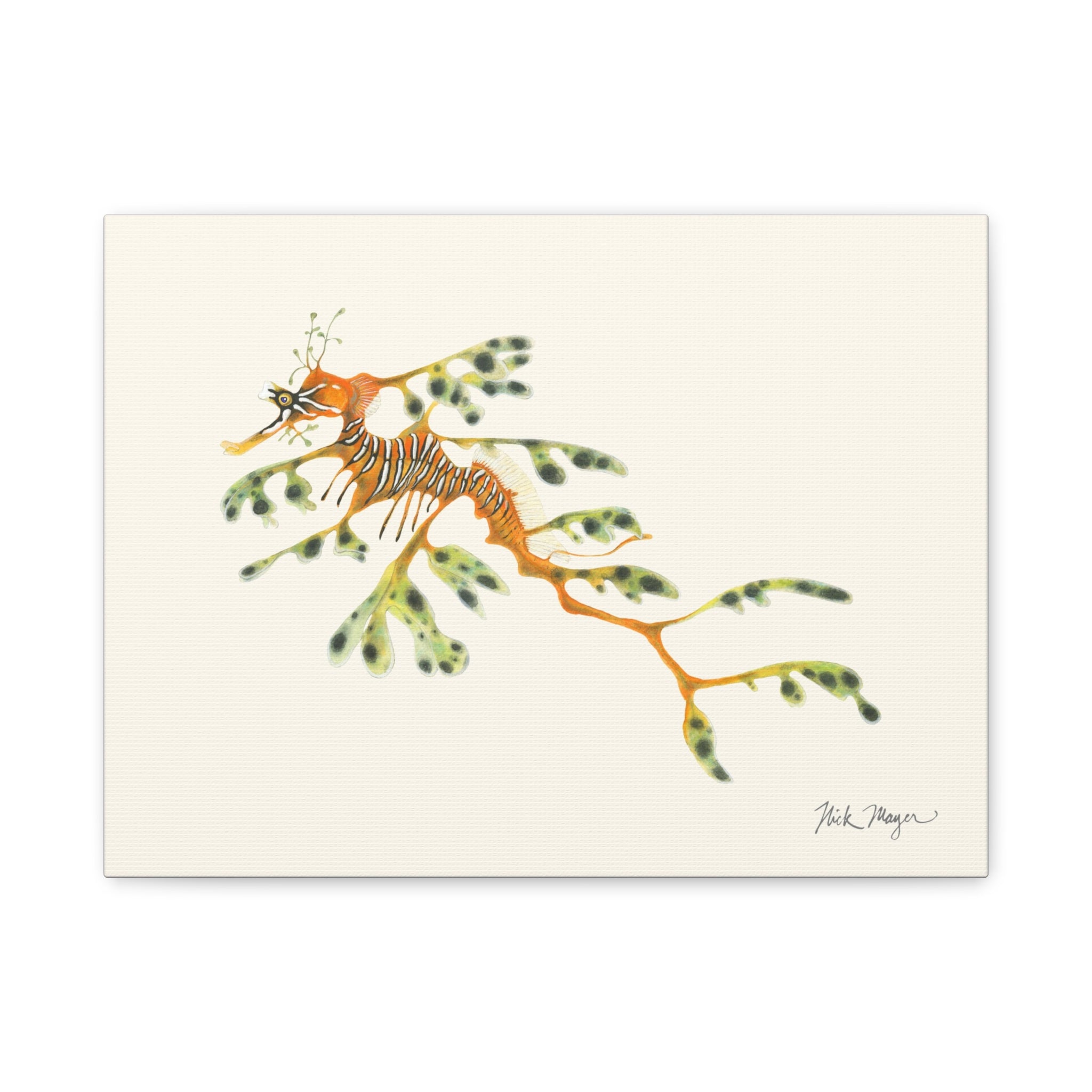 Leafy Sea Dragon Canvas Print
