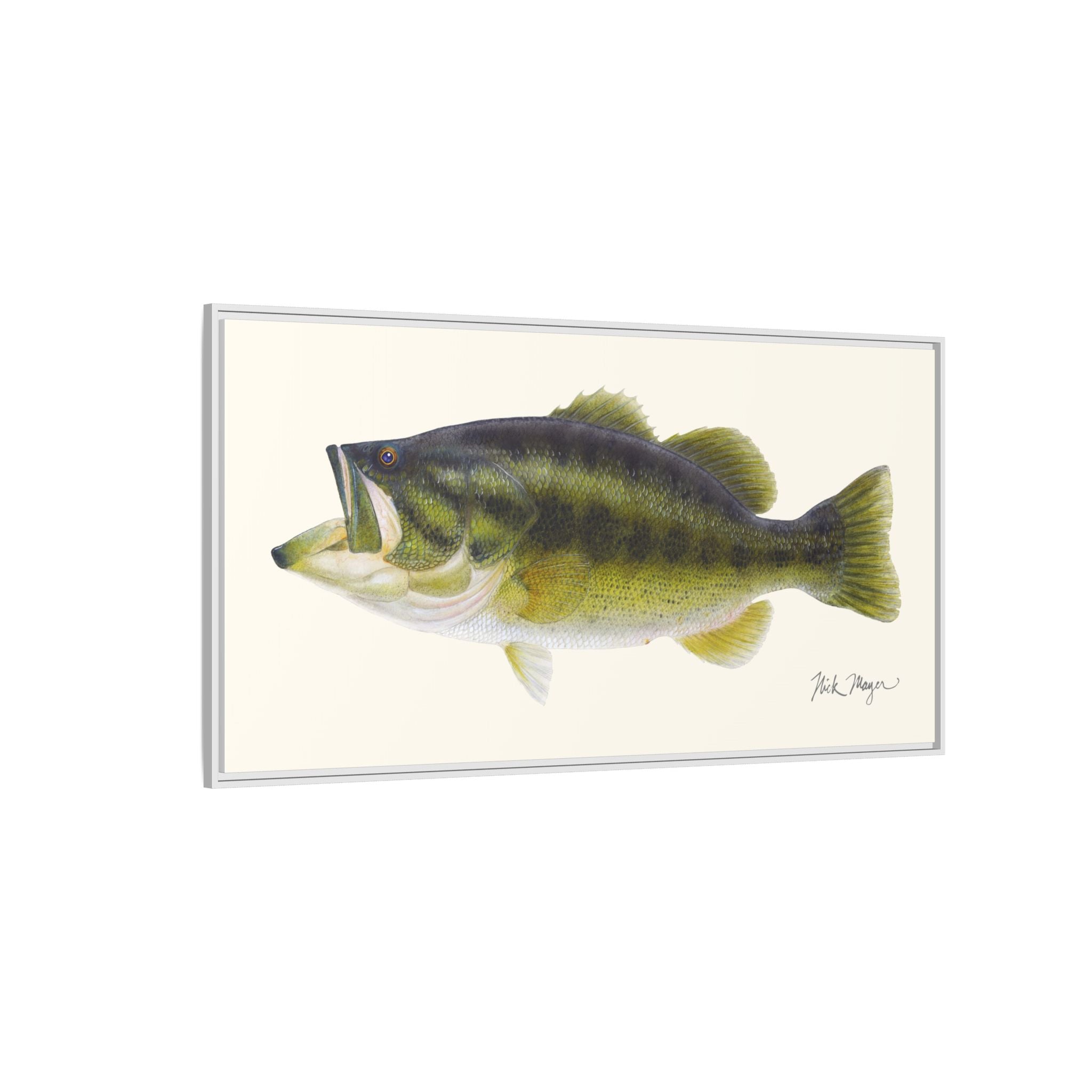 Largemouth Bass I Framed Canvas Print Printify
