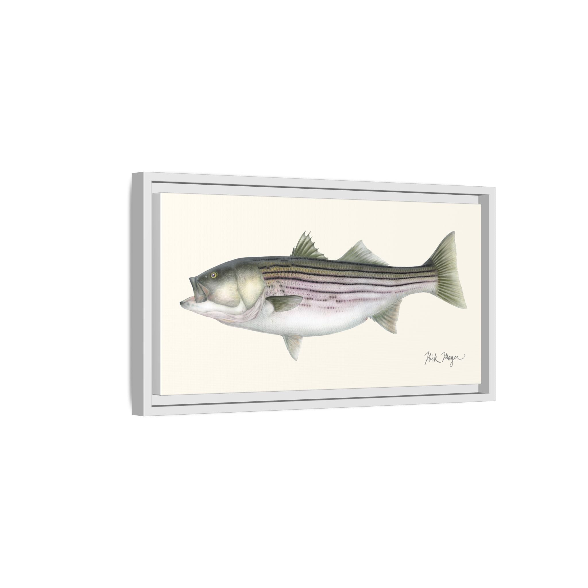 Striped Bass, 30 lbs Framed Canvas Print Printify